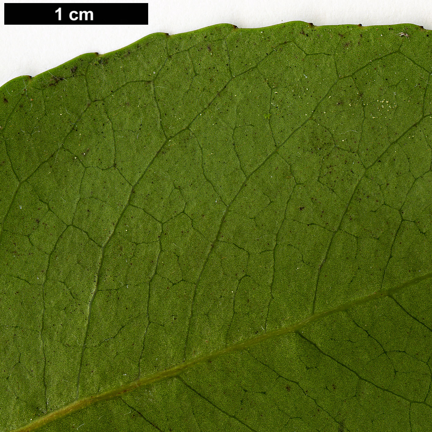High resolution image: Family: Proteaceae - Genus: Lomatia - Taxon: hirsuta