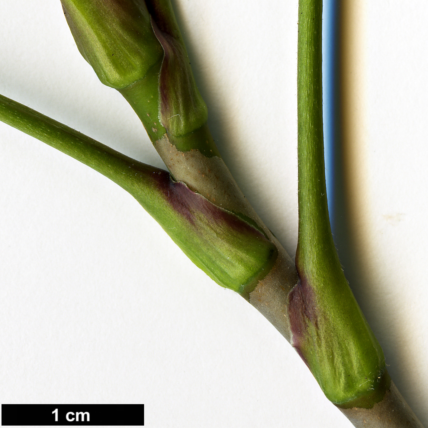 High resolution image: Family: Ranunculaceae - Genus: Xanthorhiza - Taxon: simplicissima