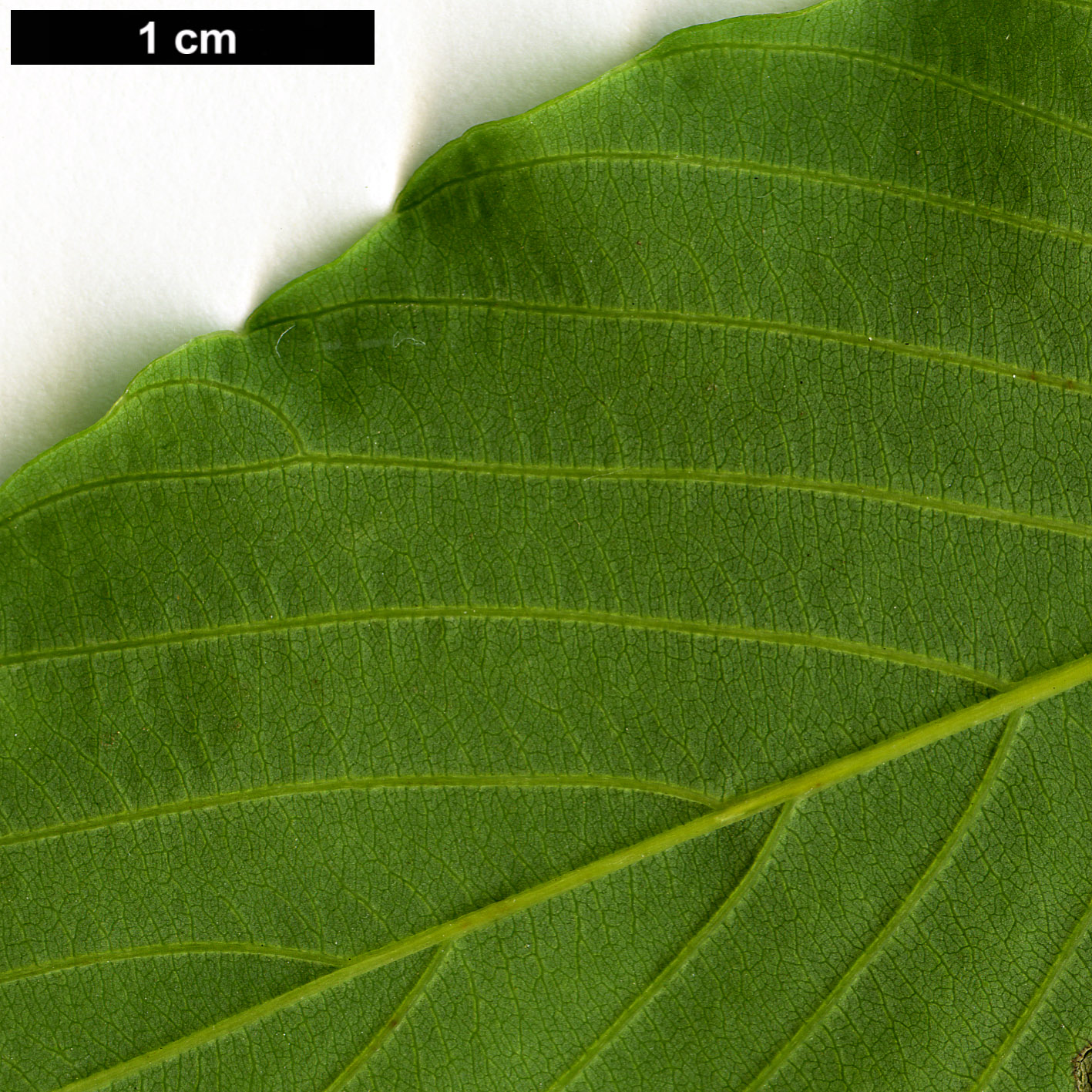 High resolution image: Family: Rhamnaceae - Genus: Berchemia - Taxon: scandens