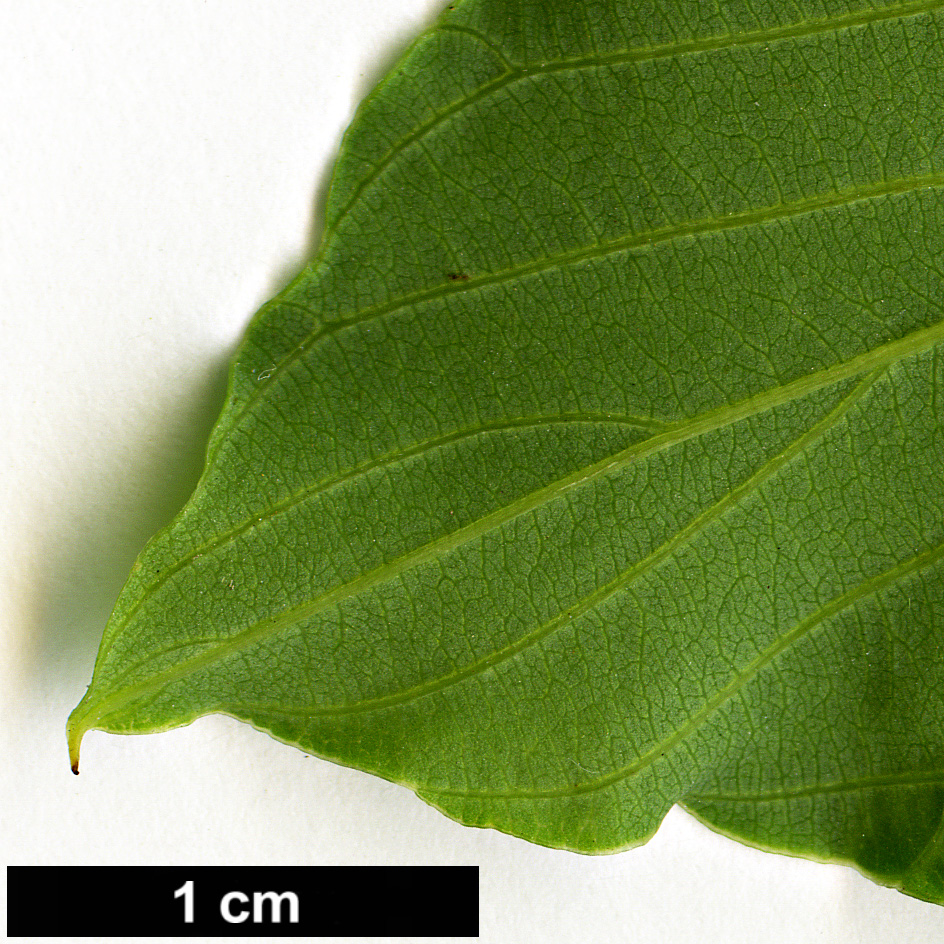 High resolution image: Family: Rhamnaceae - Genus: Berchemia - Taxon: scandens