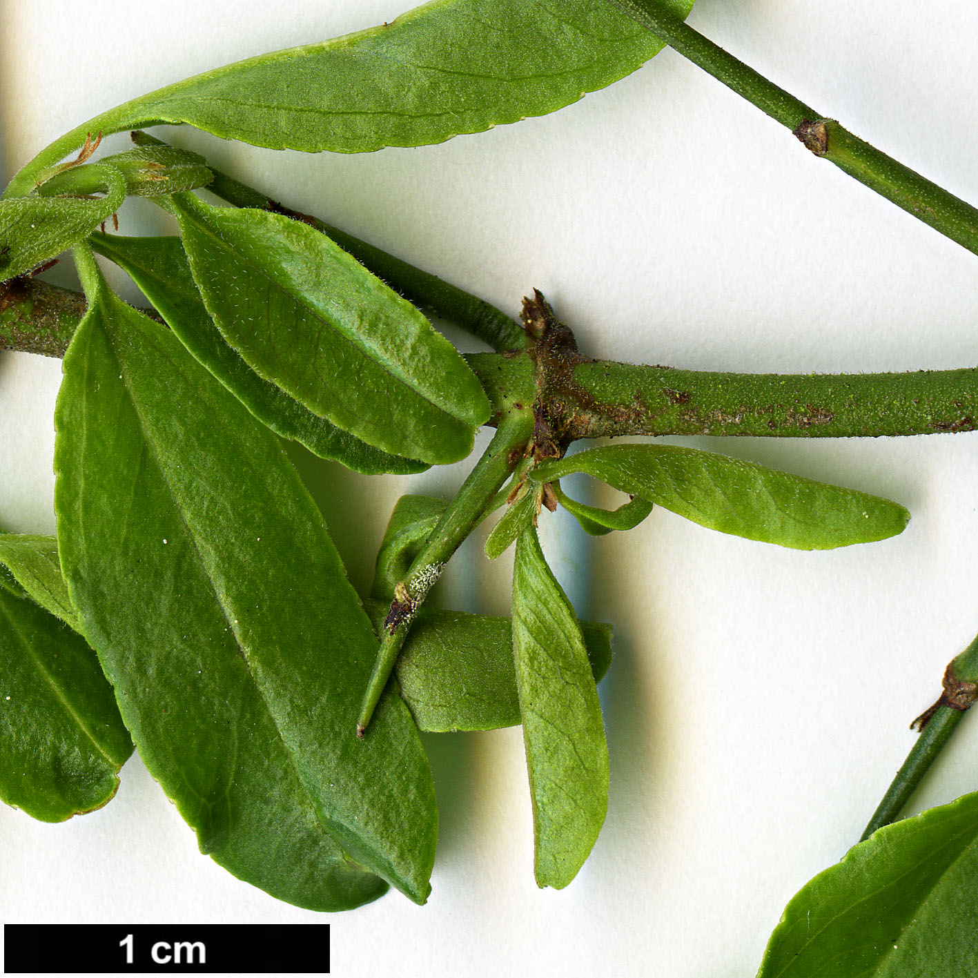 High resolution image: Family: Rhamnaceae - Genus: Discaria - Taxon: chacaye