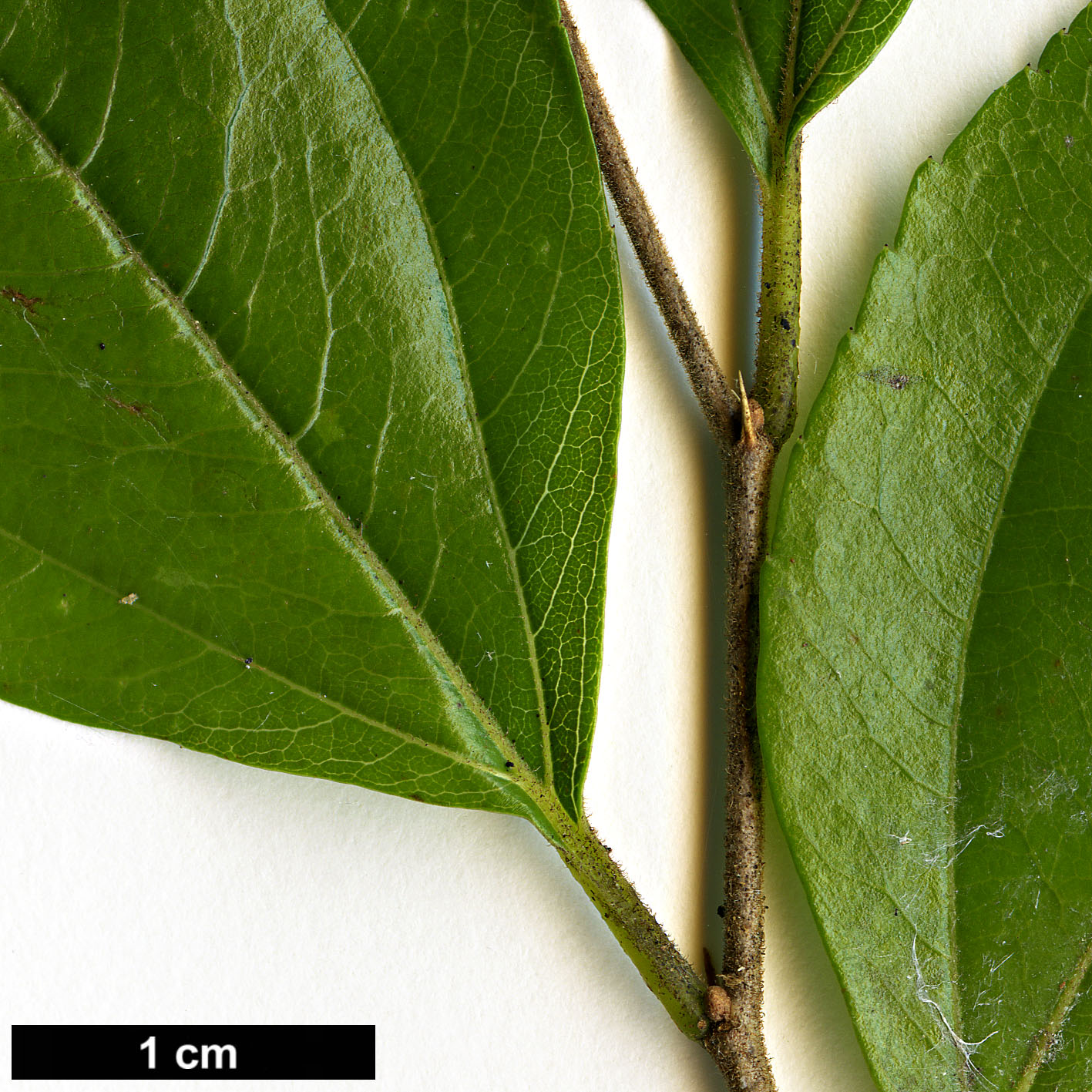 High resolution image: Family: Rhamnaceae - Genus: Paliurus - Taxon: ramosissimus
