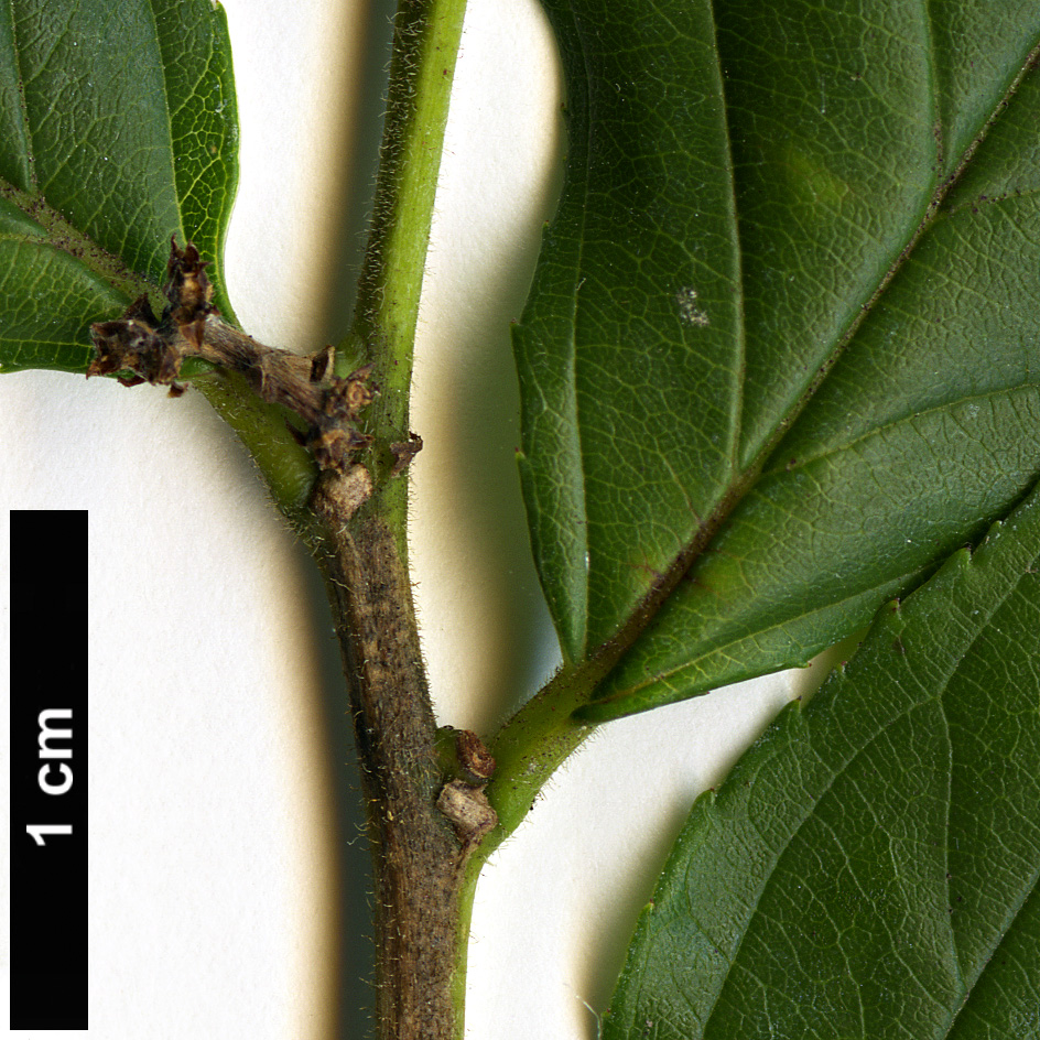 High resolution image: Family: Rhamnaceae - Genus: Rhamnella - Taxon: franguloides