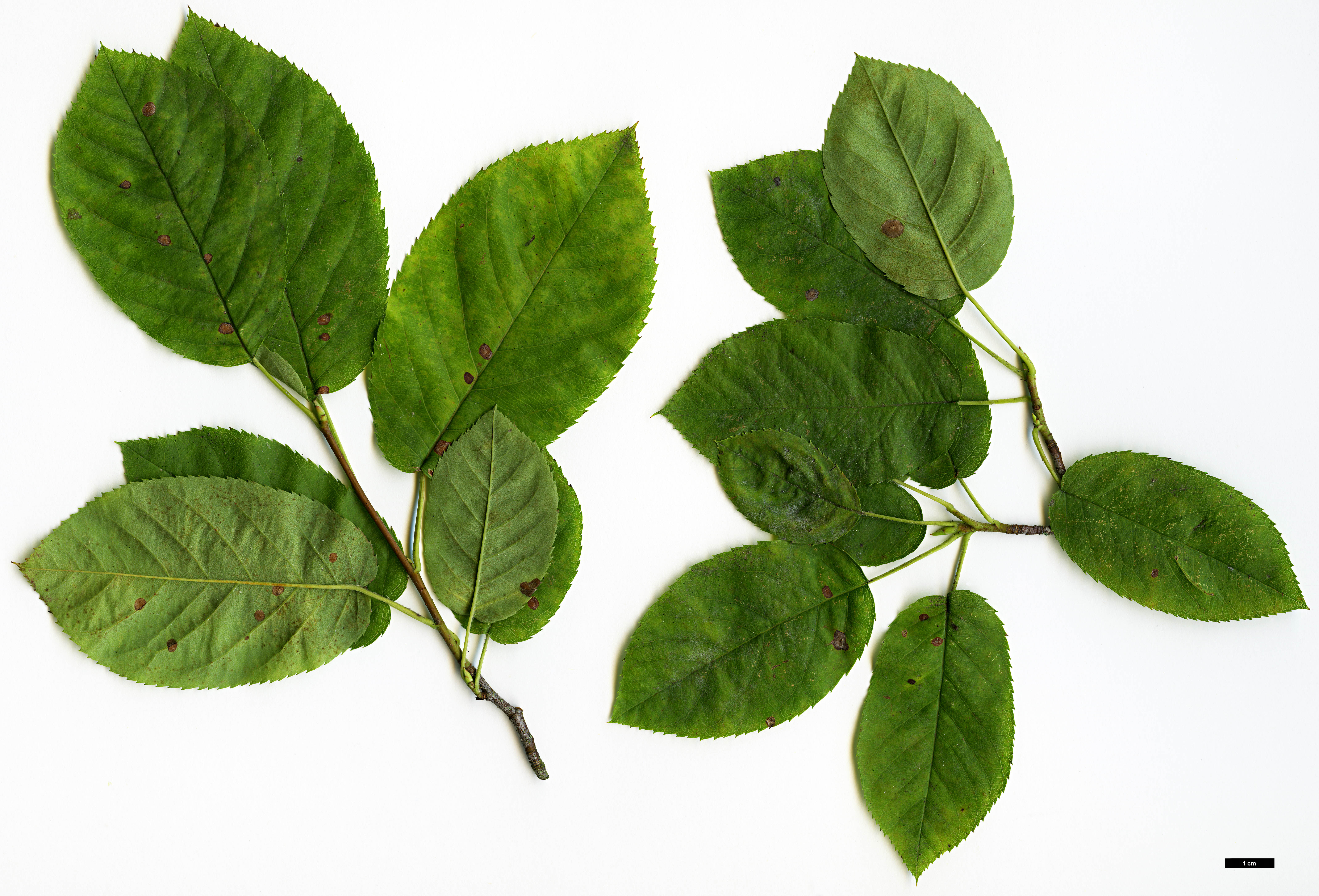 High resolution image: Family: Rosaceae - Genus: Amelanchier - Taxon: asiatica