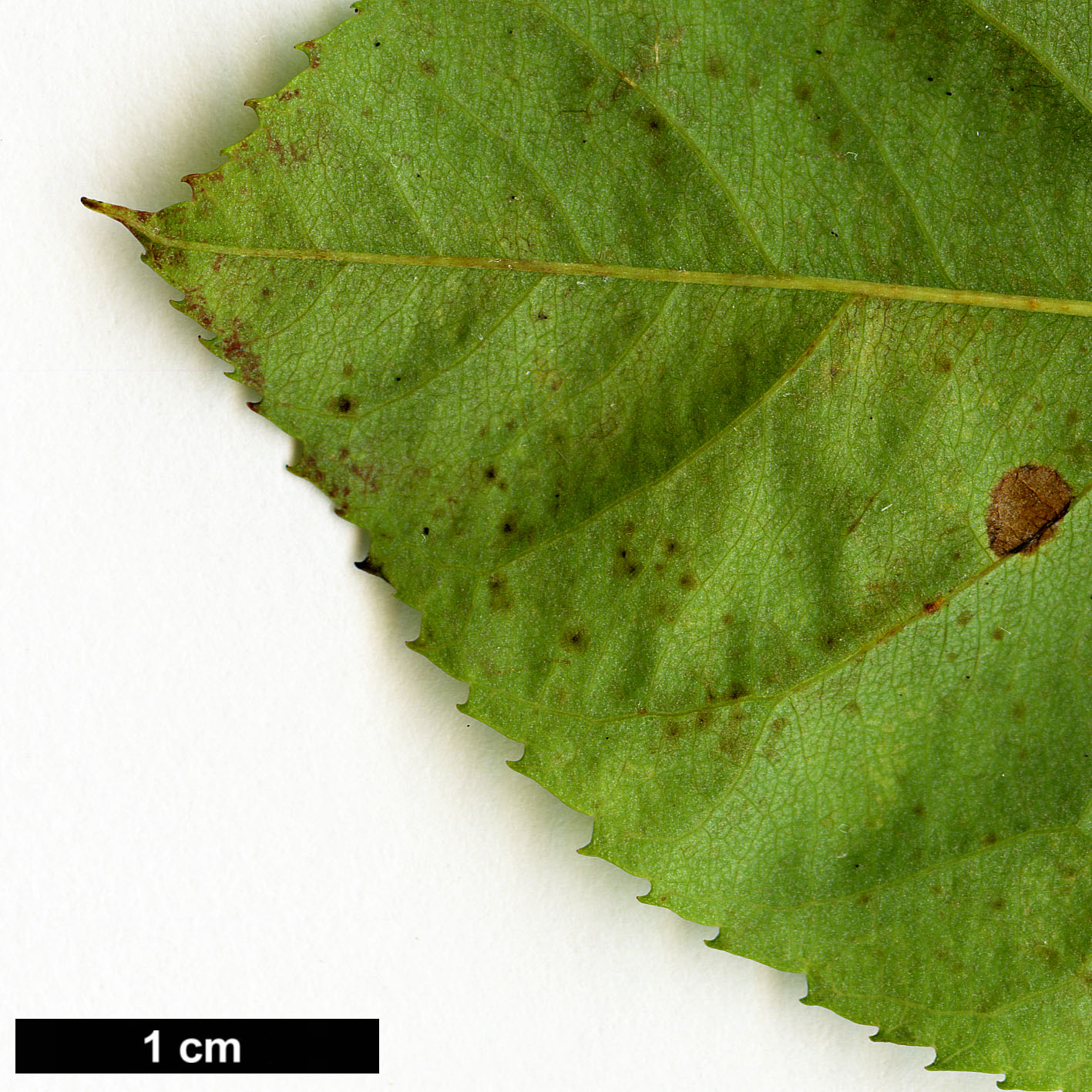 High resolution image: Family: Rosaceae - Genus: Amelanchier - Taxon: asiatica