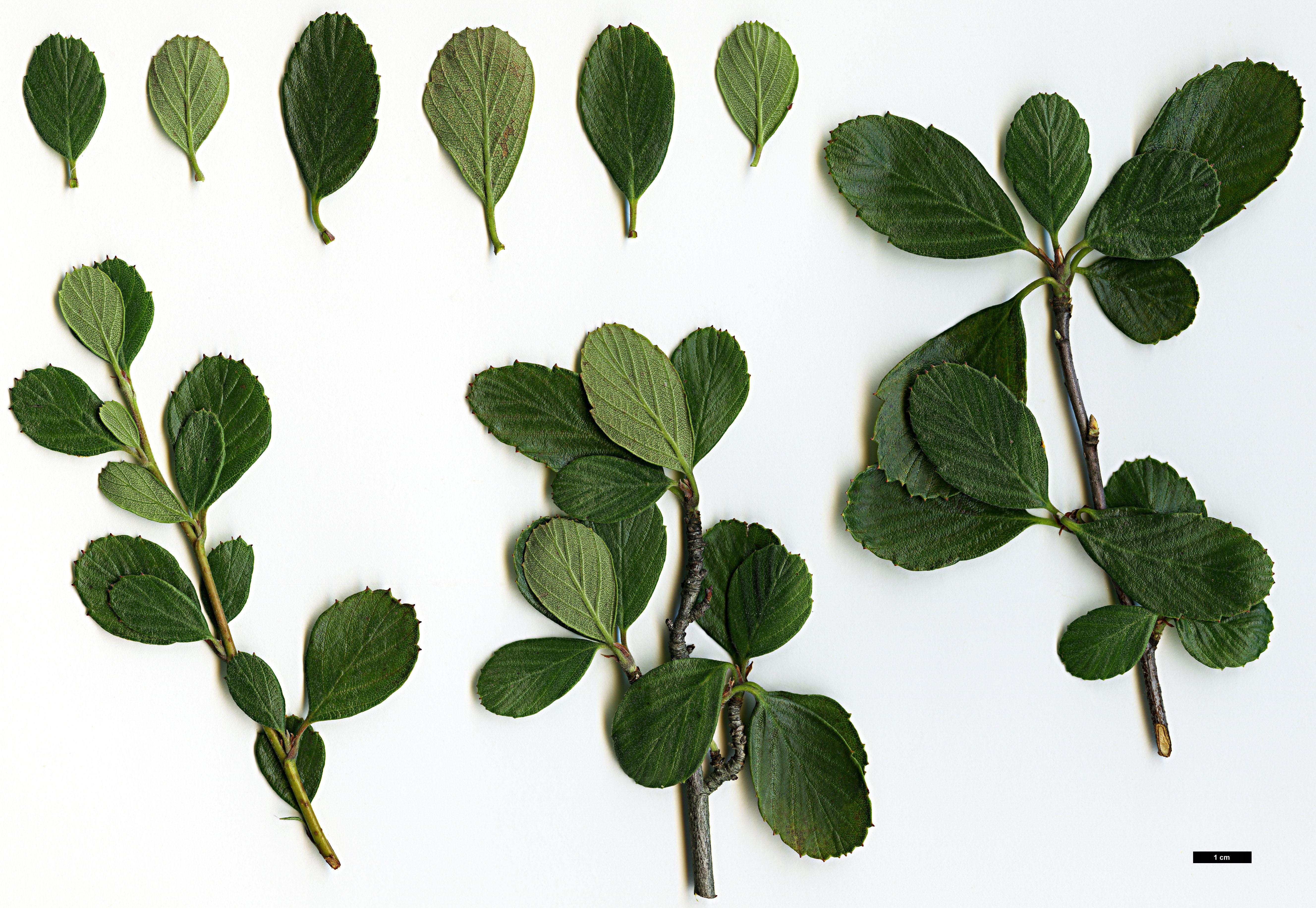 High resolution image: Family: Rosaceae - Genus: Cercocarpus - Taxon: betuloides