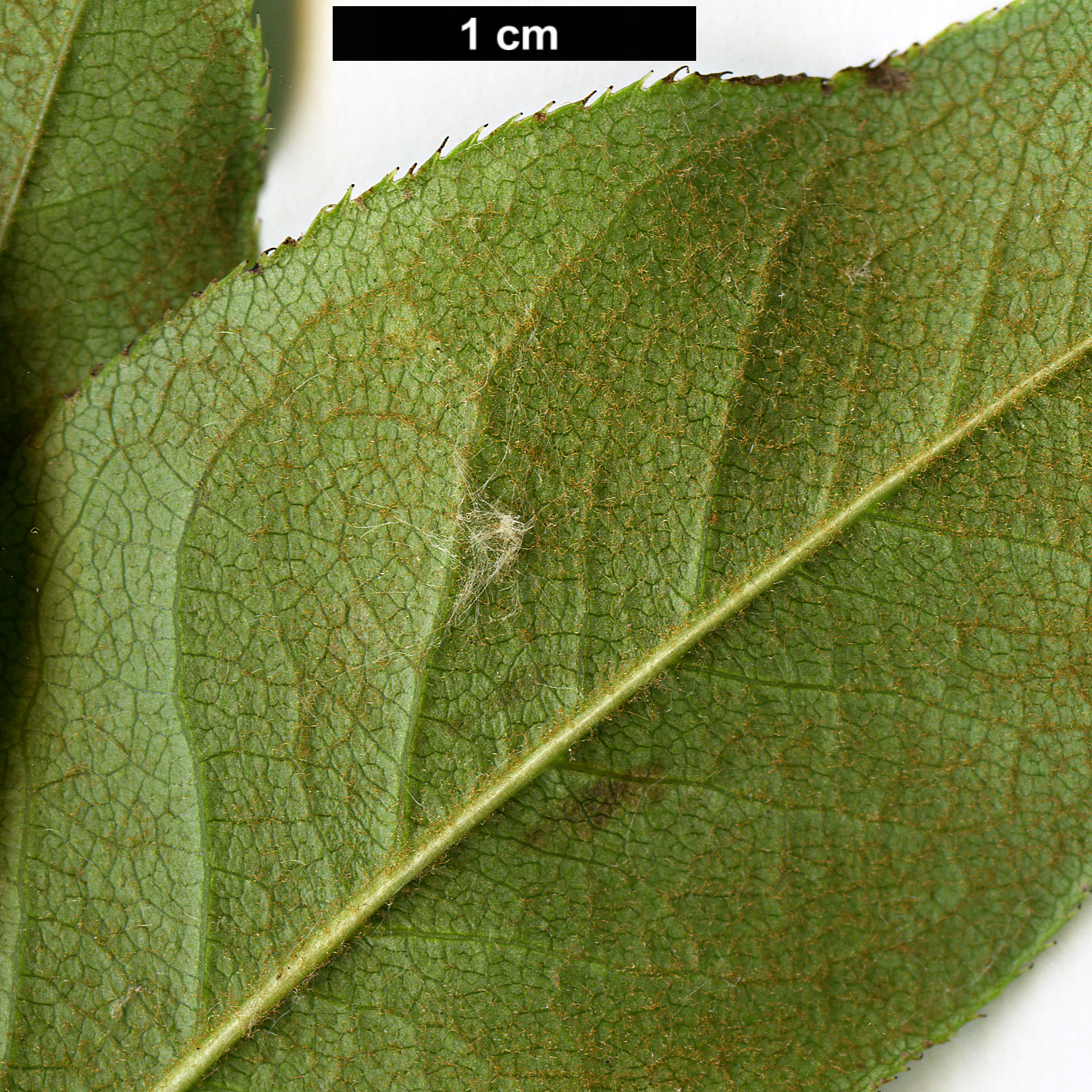 High resolution image: Family: Rosaceae - Genus: Chaenomeles - Taxon: cathayensis