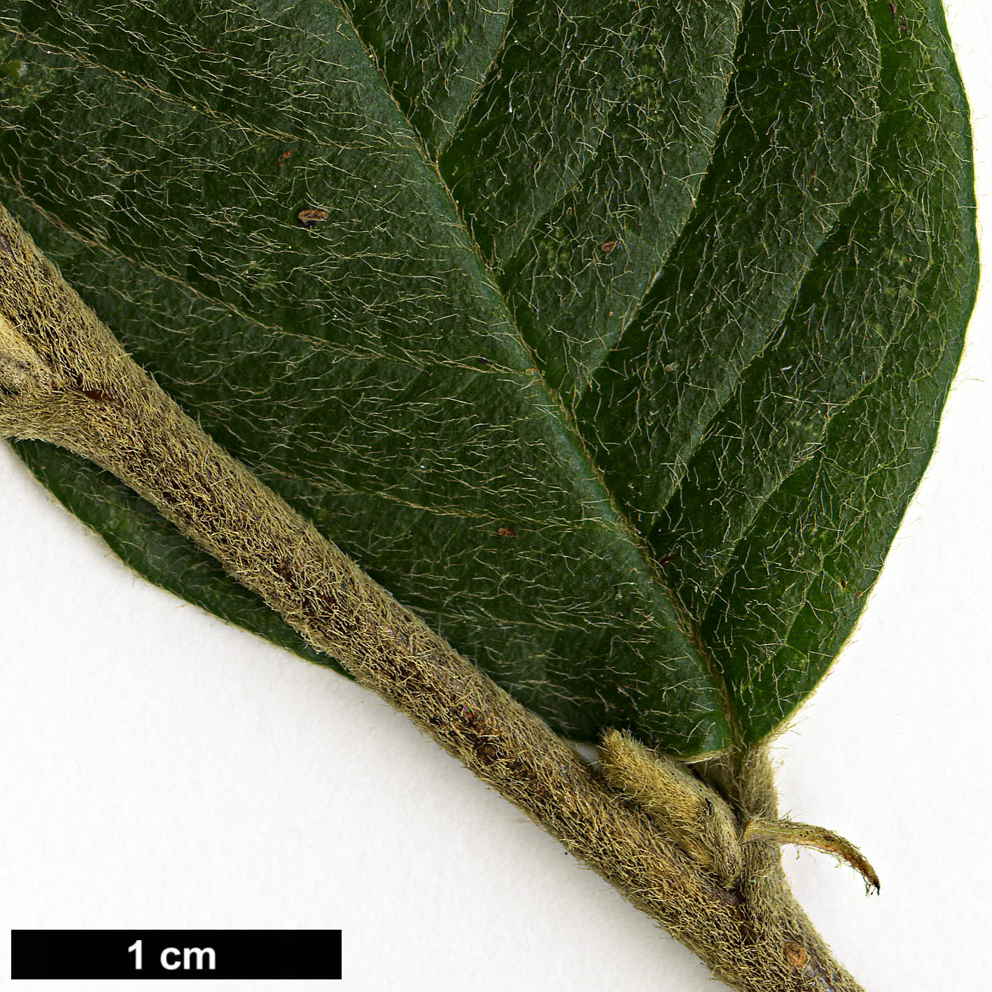 High resolution image: Family: Rosaceae - Genus: Cotoneaster - Taxon: boisianus