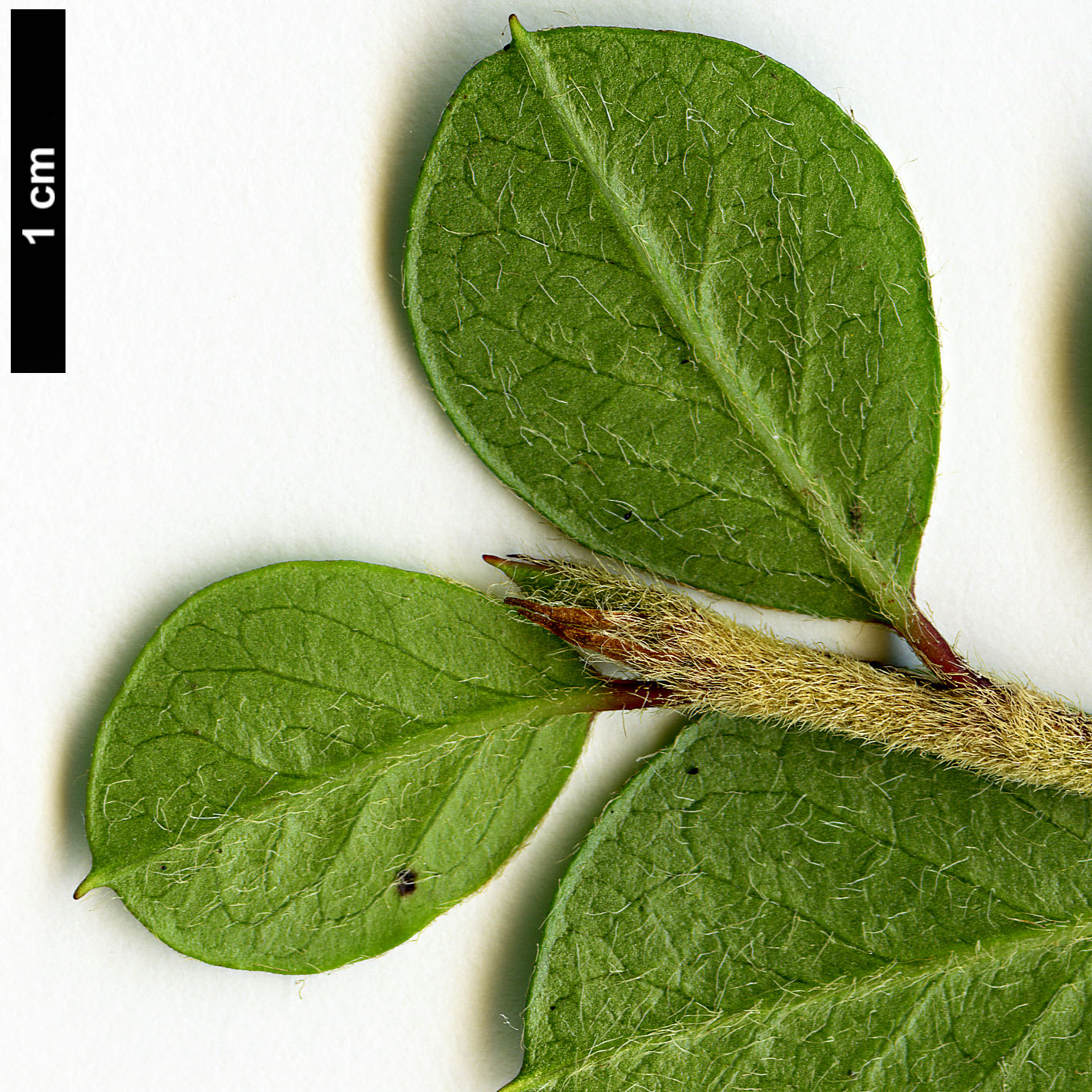High resolution image: Family: Rosaceae - Genus: Cotoneaster - Taxon: cuspidatus