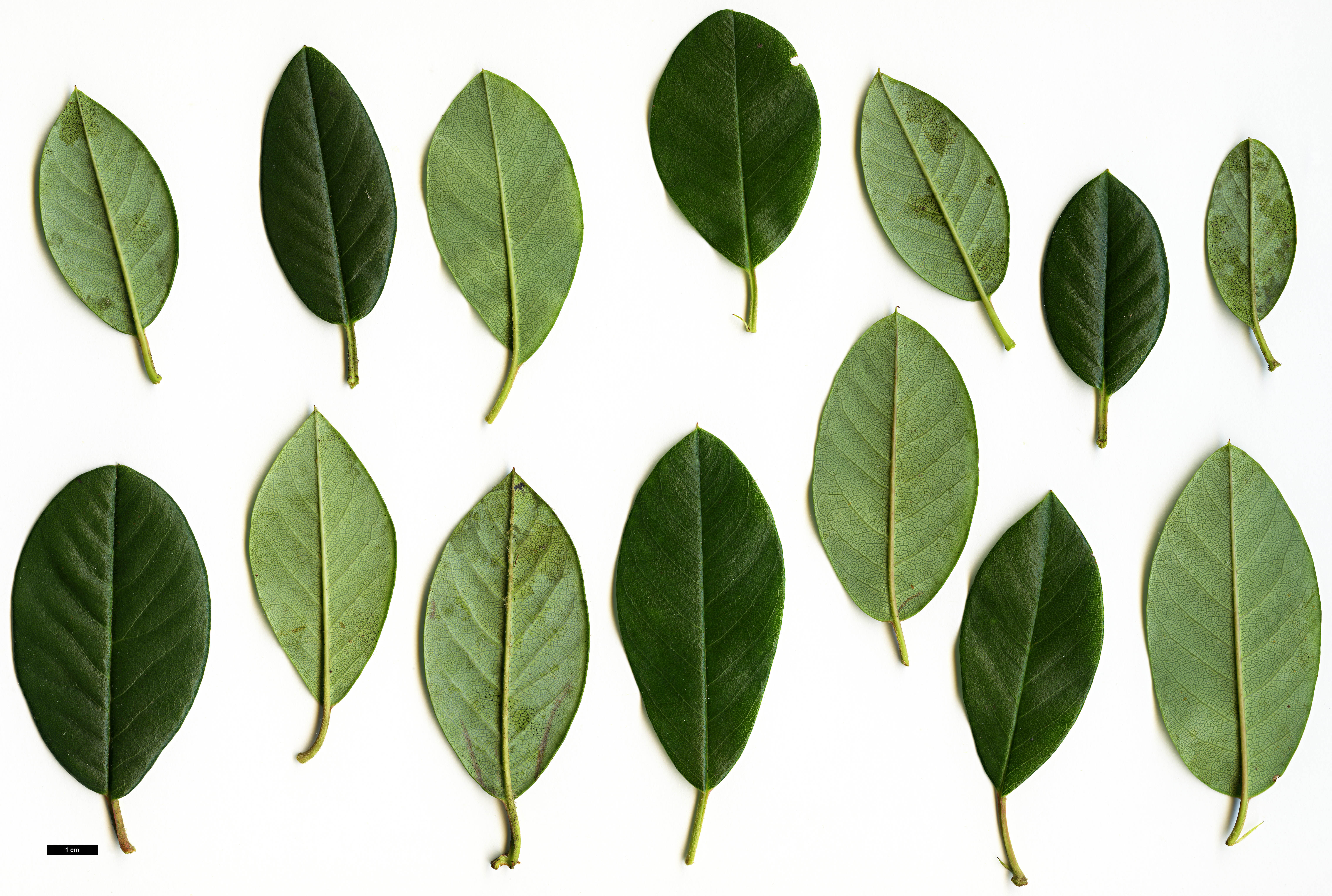 High resolution image: Family: Rosaceae - Genus: Cotoneaster - Taxon: glaucophyllus
