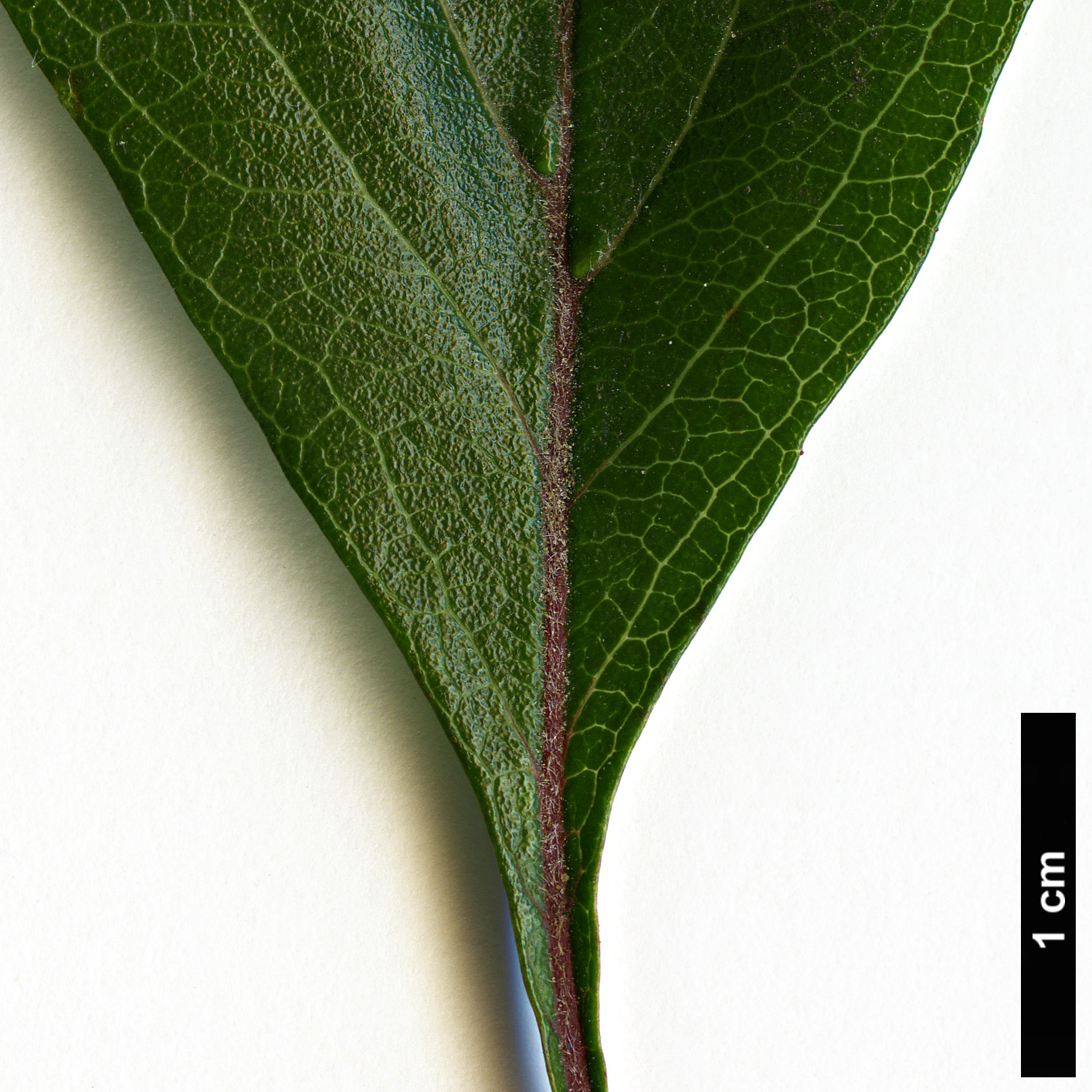 High resolution image: Family: Rosaceae - Genus: Crataegus - Taxon: aestivalis