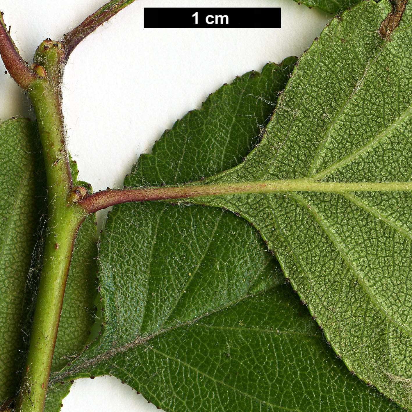 High resolution image: Family: Rosaceae - Genus: Crataegus - Taxon: aprica