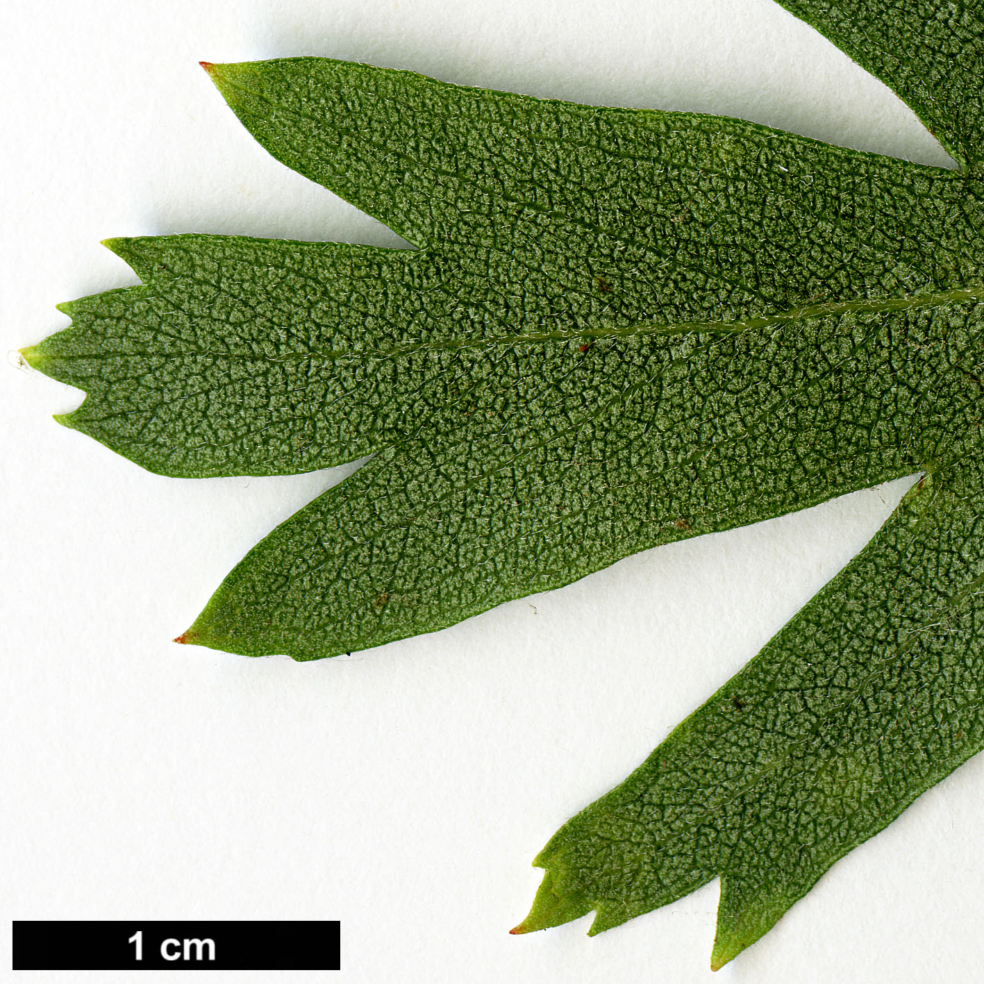 High resolution image: Family: Rosaceae - Genus: Crataegus - Taxon: azarolus - SpeciesSub: 'Geraki'
