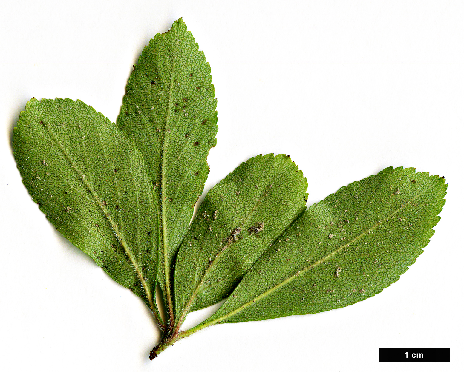 High resolution image: Family: Rosaceae - Genus: Crataegus - Taxon: berberifolia