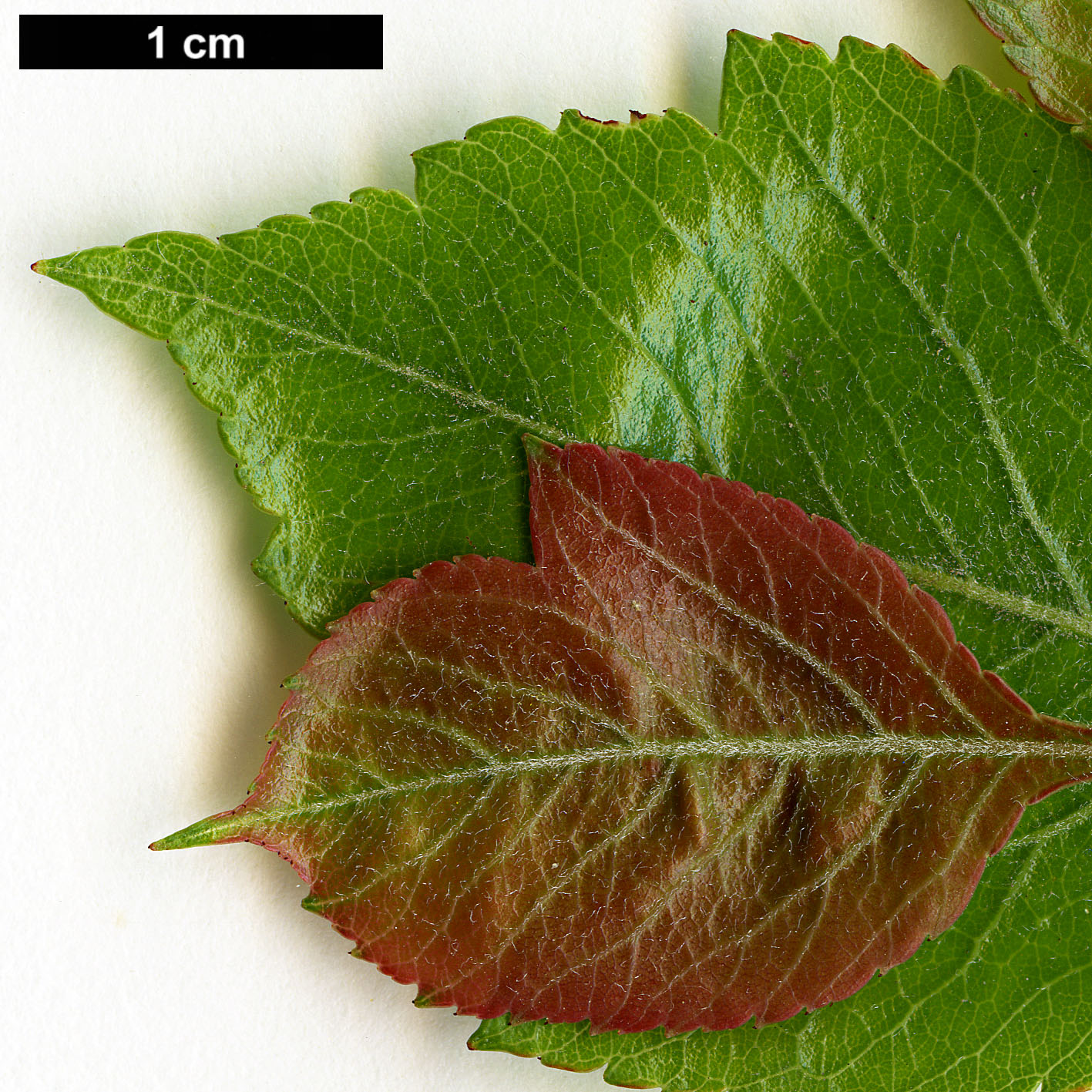 High resolution image: Family: Rosaceae - Genus: Crataegus - Taxon: brachiacantha