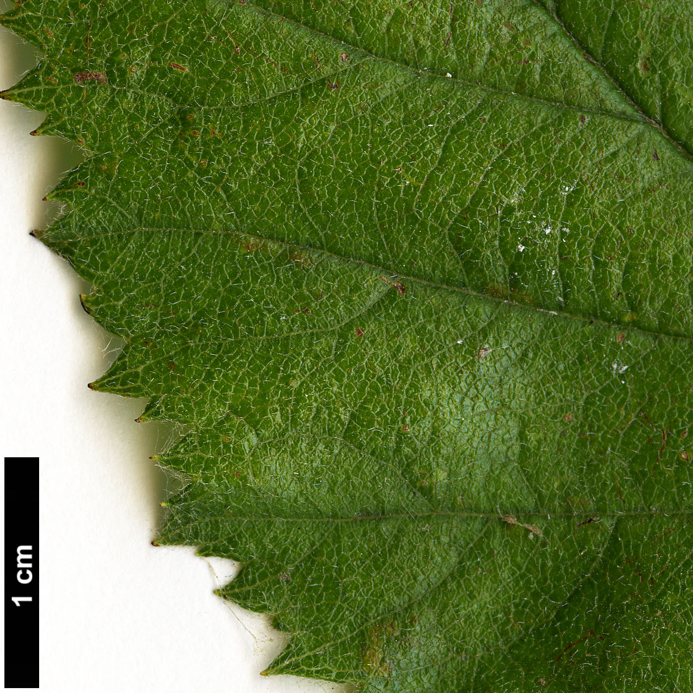 High resolution image: Family: Rosaceae - Genus: Crataegus - Taxon: brazoria