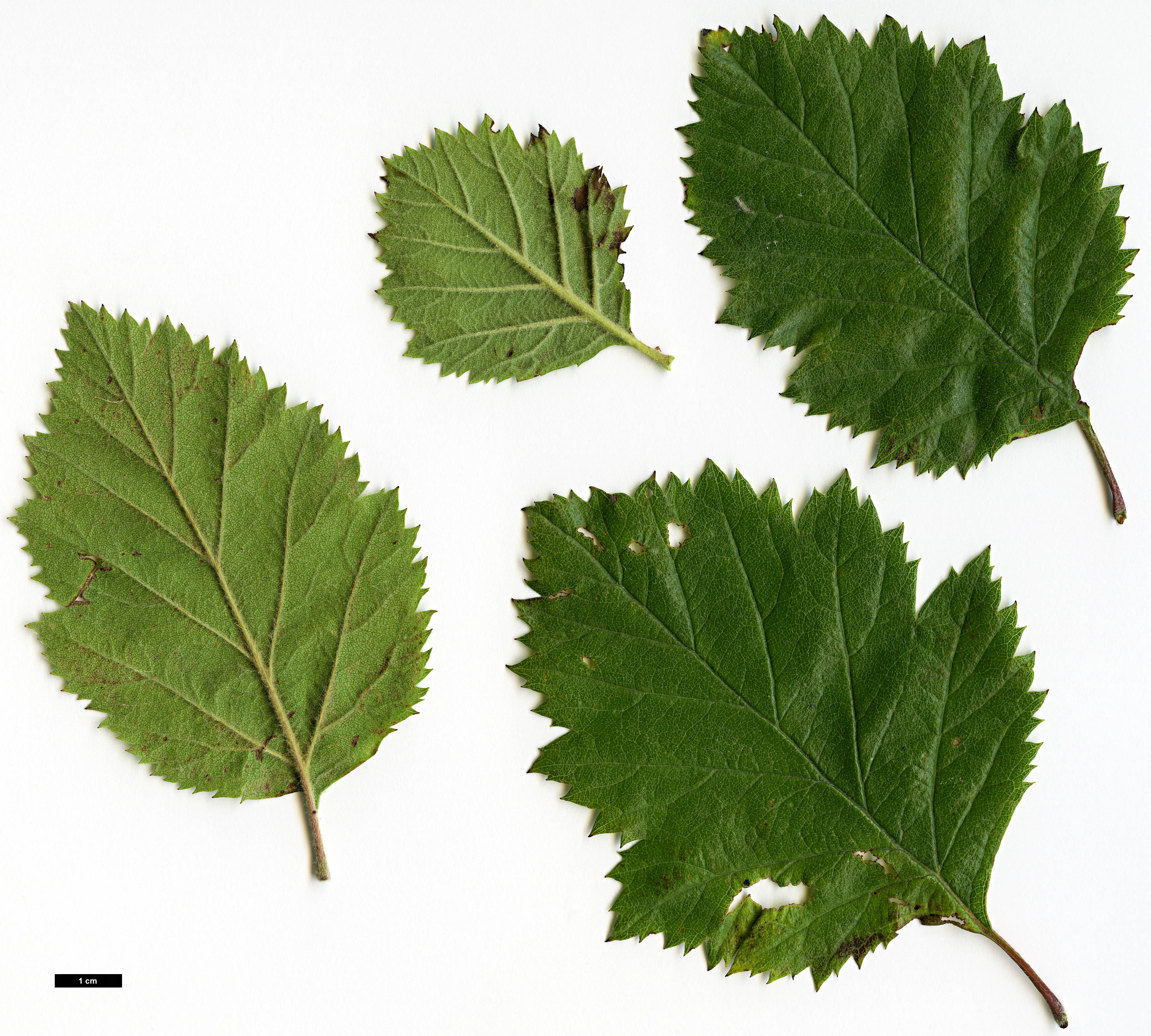 High resolution image: Family: Rosaceae - Genus: Crataegus - Taxon: brazoria