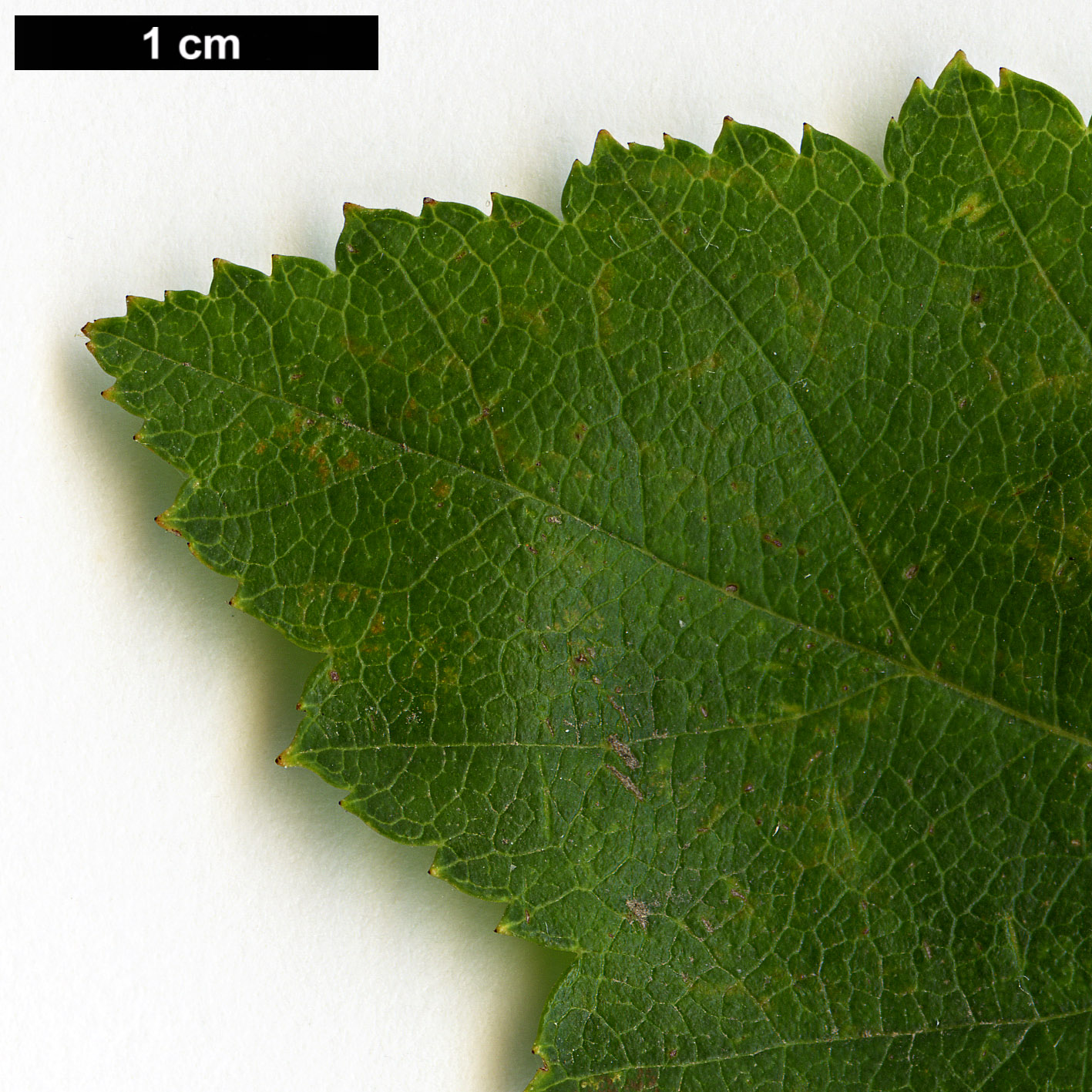 High resolution image: Family: Rosaceae - Genus: Crataegus - Taxon: buckleyi