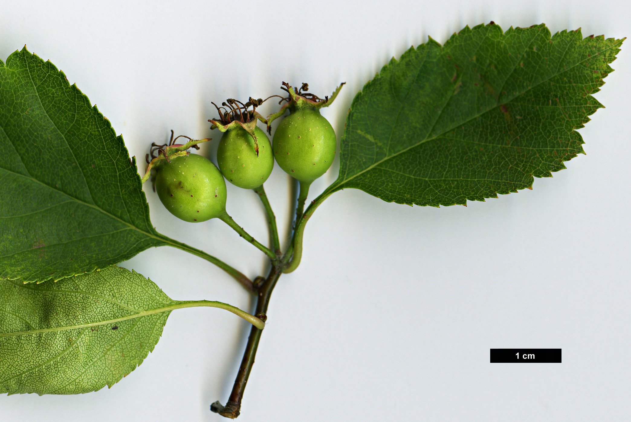High resolution image: Family: Rosaceae - Genus: Crataegus - Taxon: buckleyi