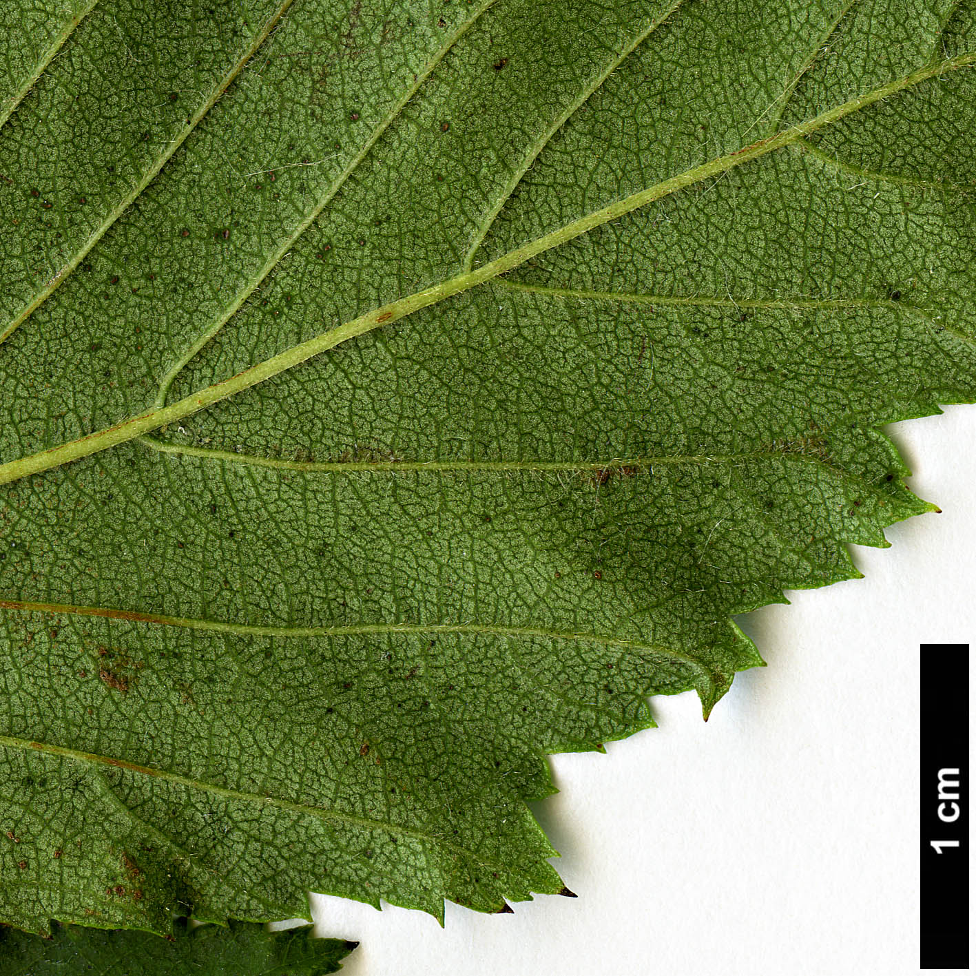 High resolution image: Family: Rosaceae - Genus: Crataegus - Taxon: calpodendron