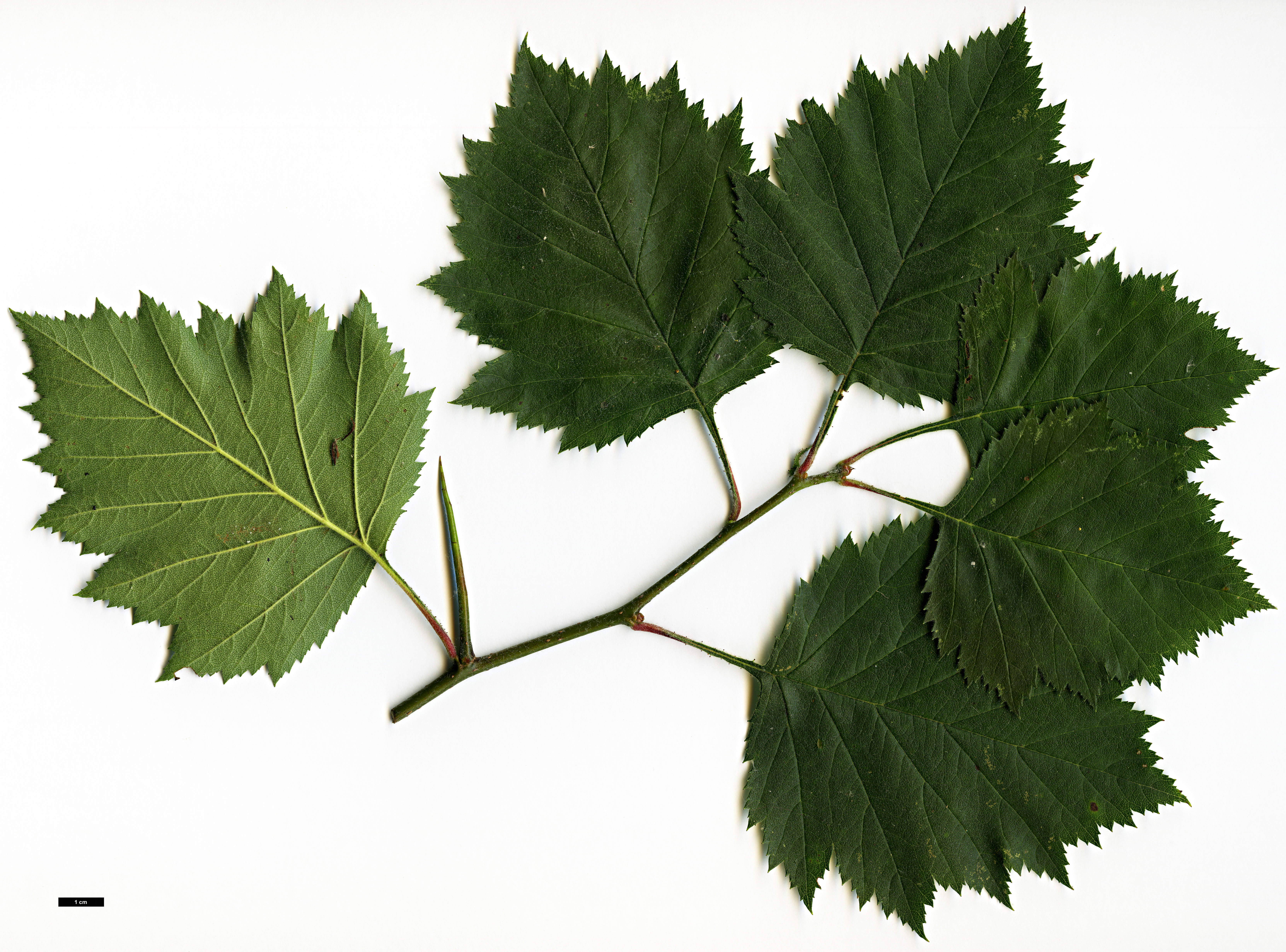 High resolution image: Family: Rosaceae - Genus: Crataegus - Taxon: chrysocarpa