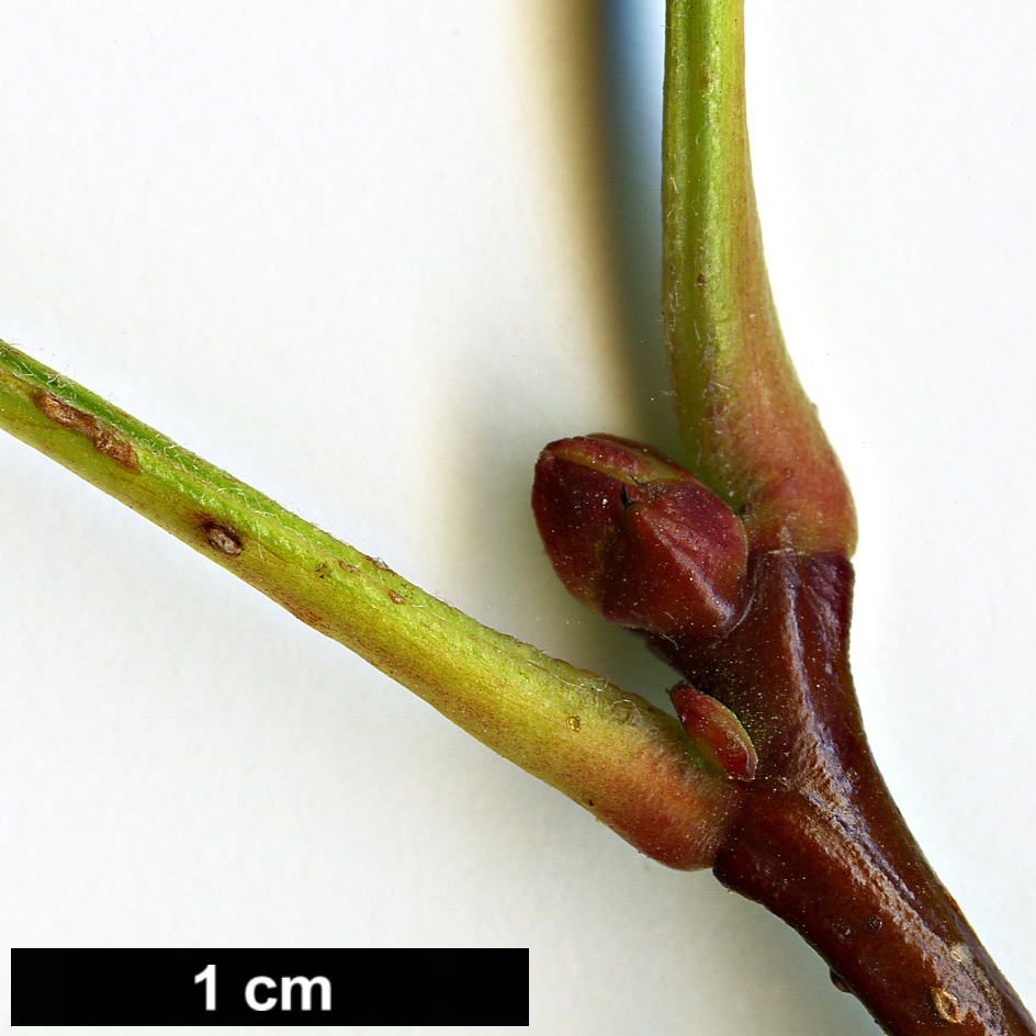 High resolution image: Family: Rosaceae - Genus: Crataegus - Taxon: dahurica