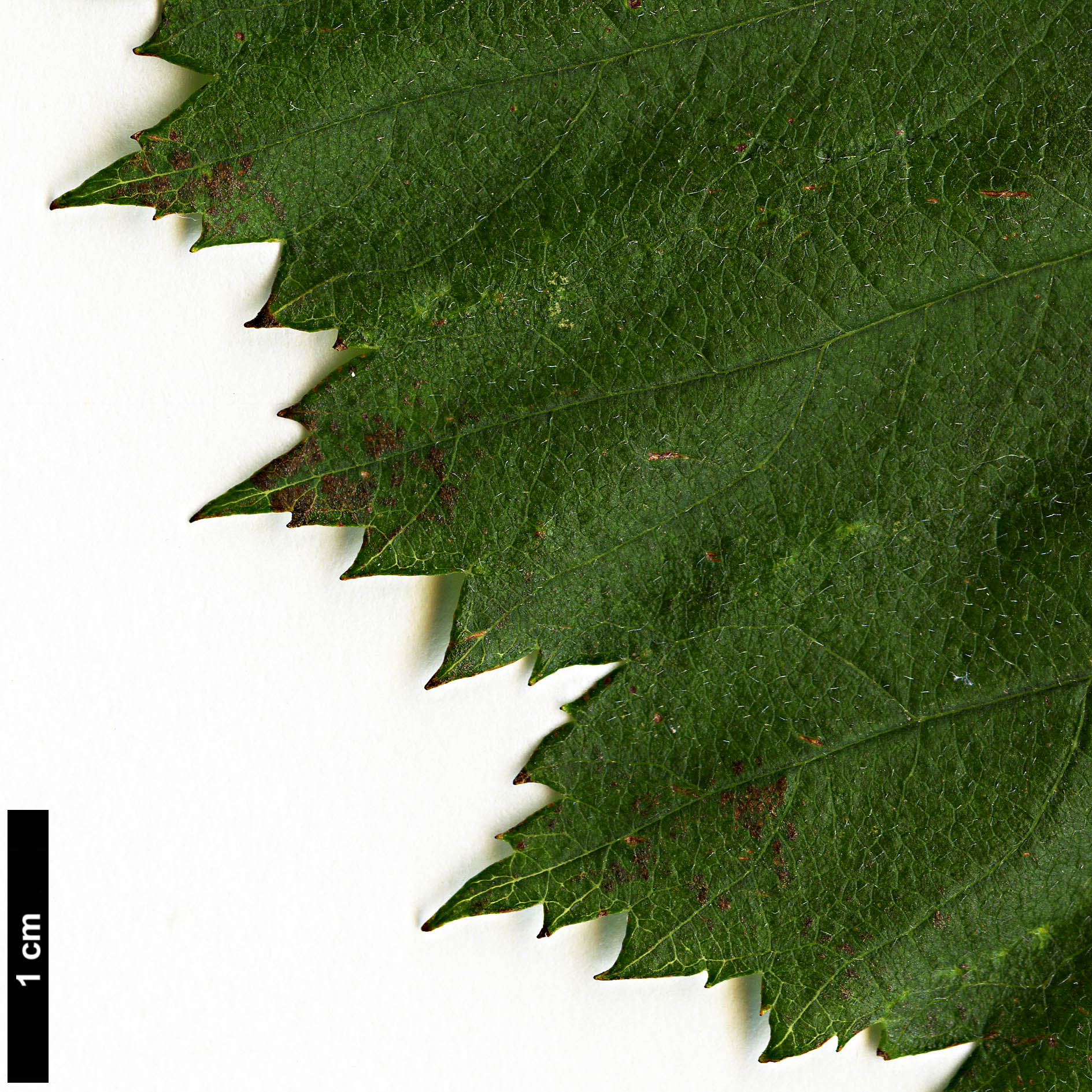 High resolution image: Family: Rosaceae - Genus: Crataegus - Taxon: flabellata