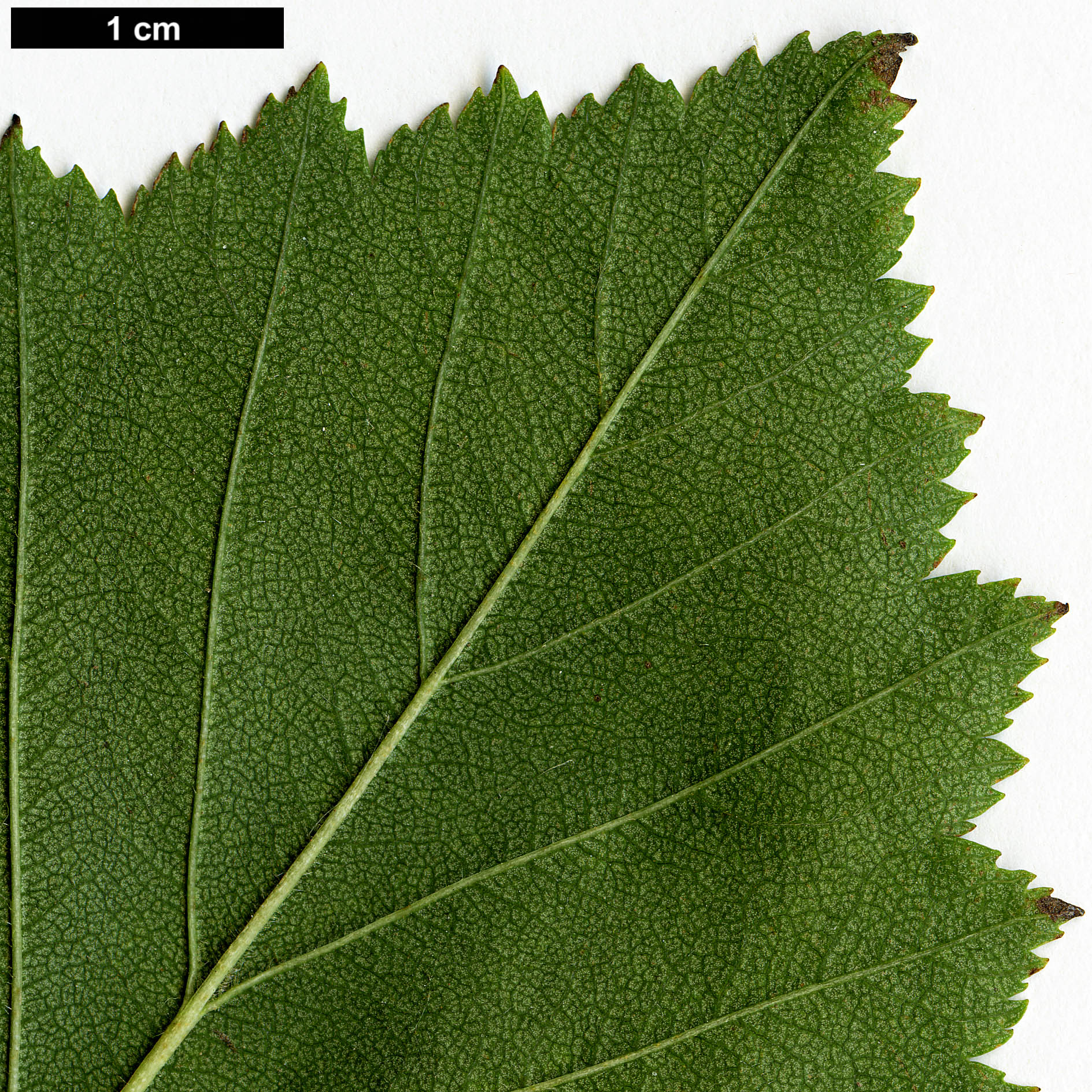 High resolution image: Family: Rosaceae - Genus: Crataegus - Taxon: irrasa