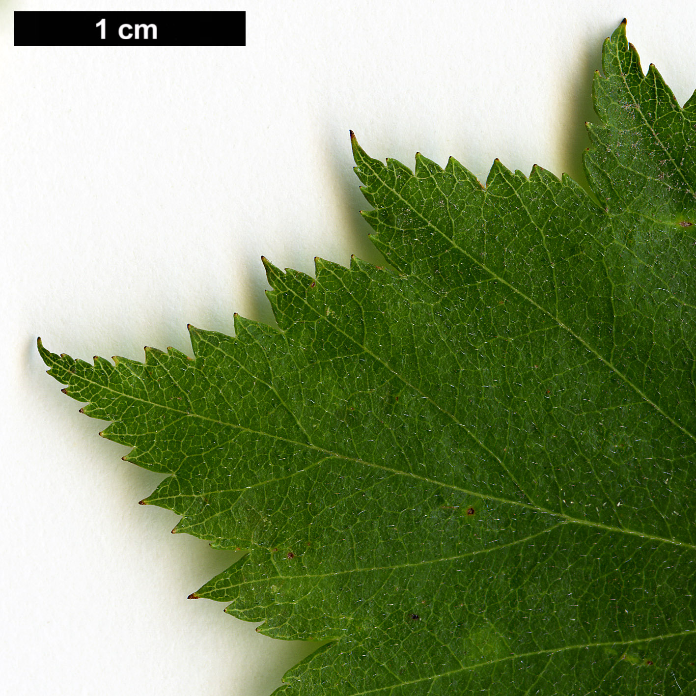 High resolution image: Family: Rosaceae - Genus: Crataegus - Taxon: macrosperma
