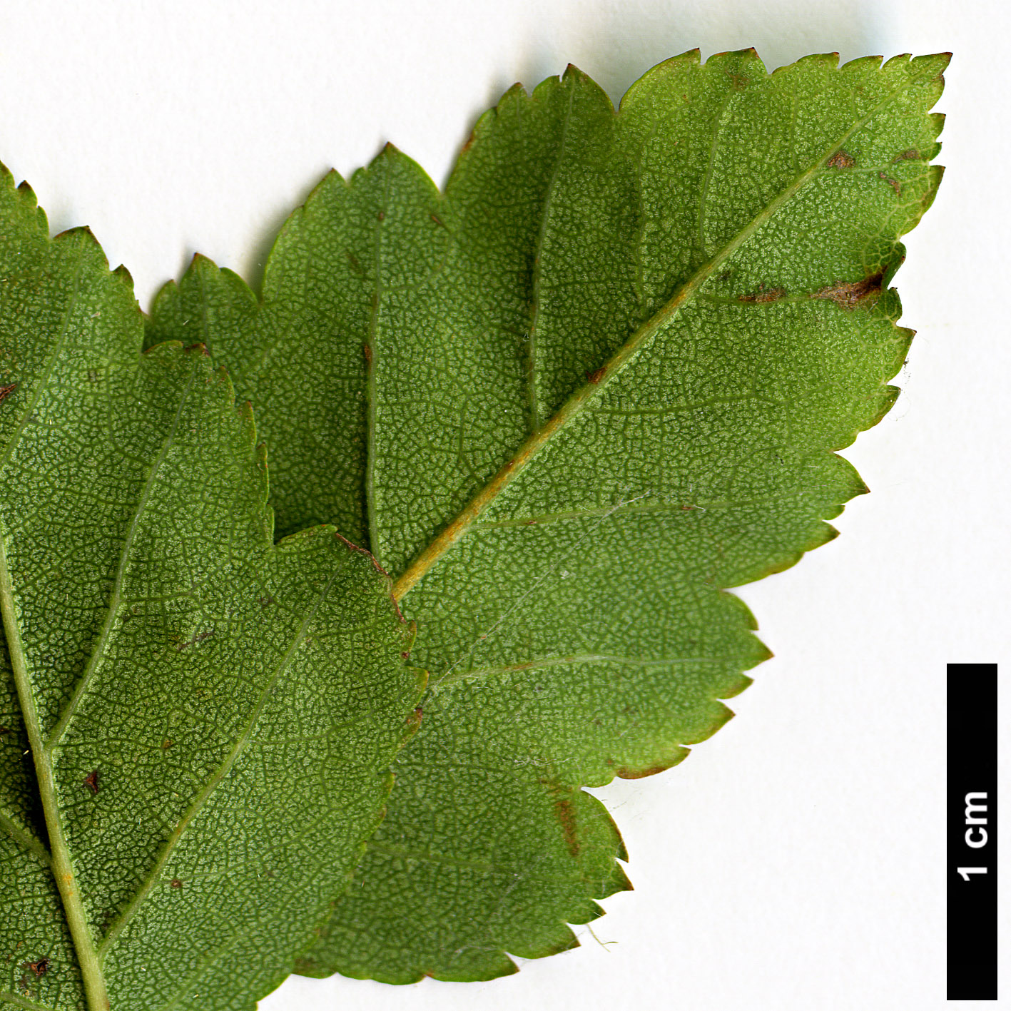 High resolution image: Family: Rosaceae - Genus: Crataegus - Taxon: mendosa