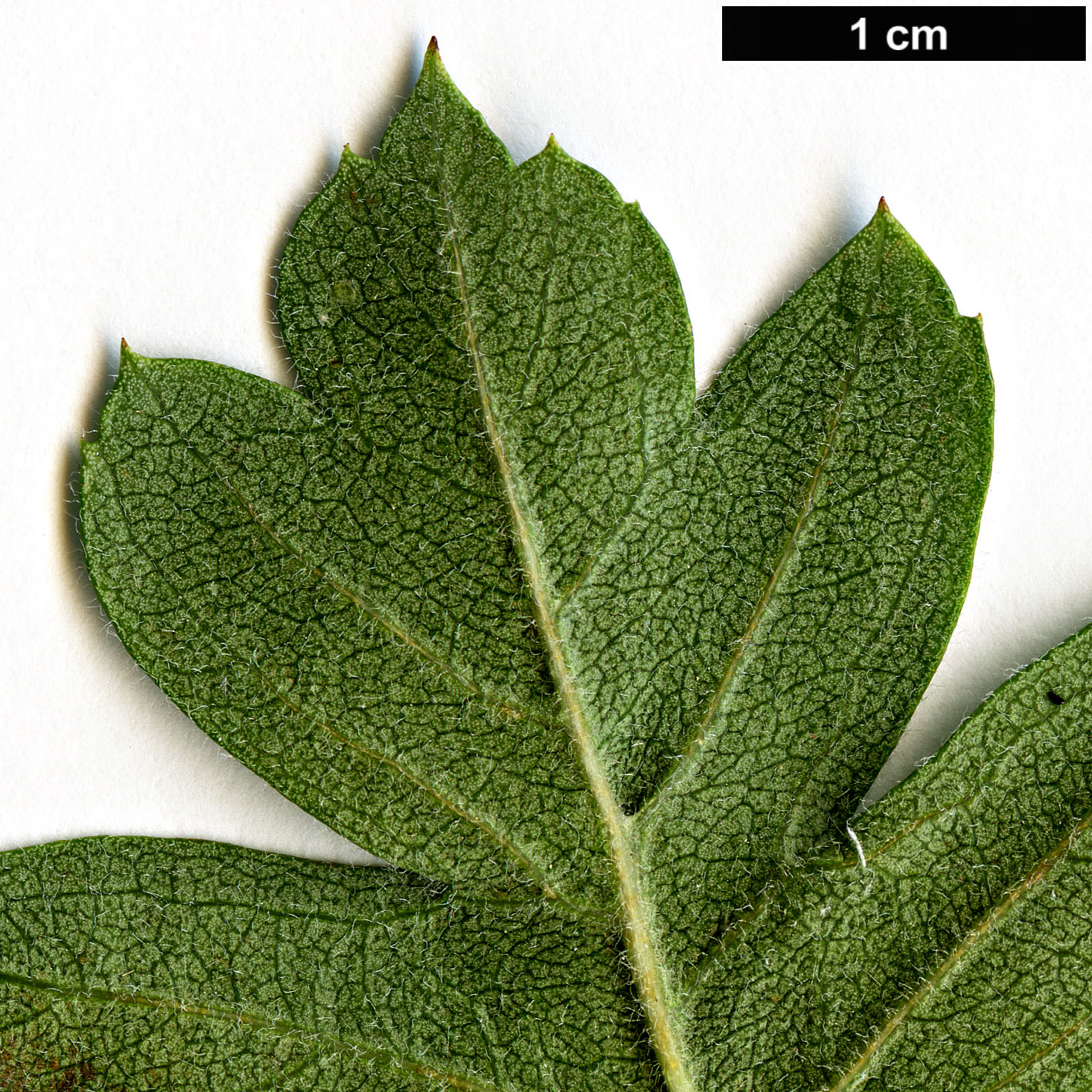 High resolution image: Family: Rosaceae - Genus: Crataegus - Taxon: meyeri