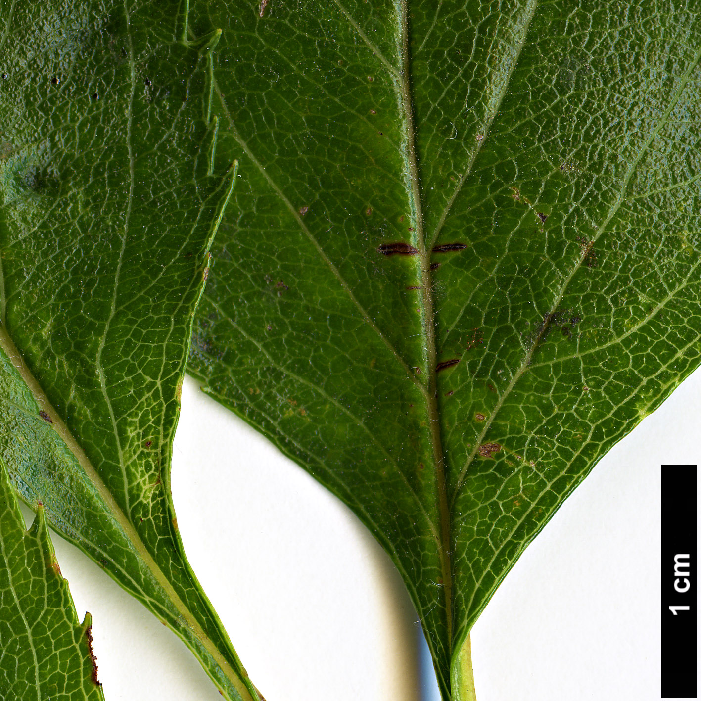 High resolution image: Family: Rosaceae - Genus: Crataegus - Taxon: nitida