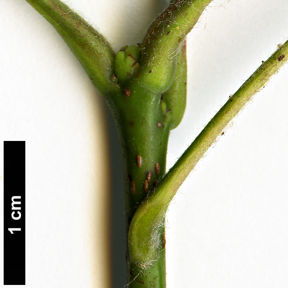 High resolution image: Family: Rosaceae - Genus: Crataegus - Taxon: oblonga