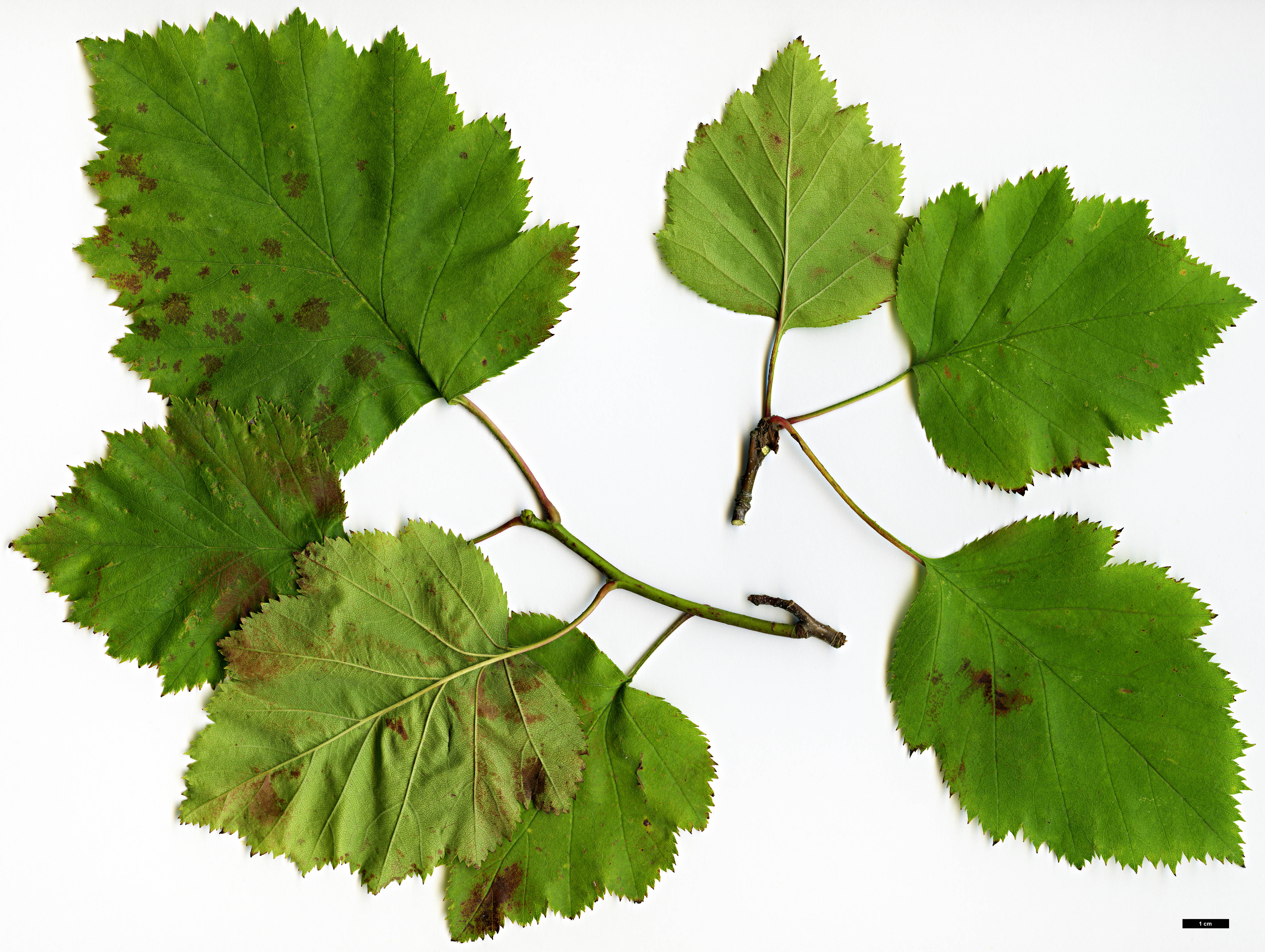 High resolution image: Family: Rosaceae - Genus: Crataegus - Taxon: pedicellata