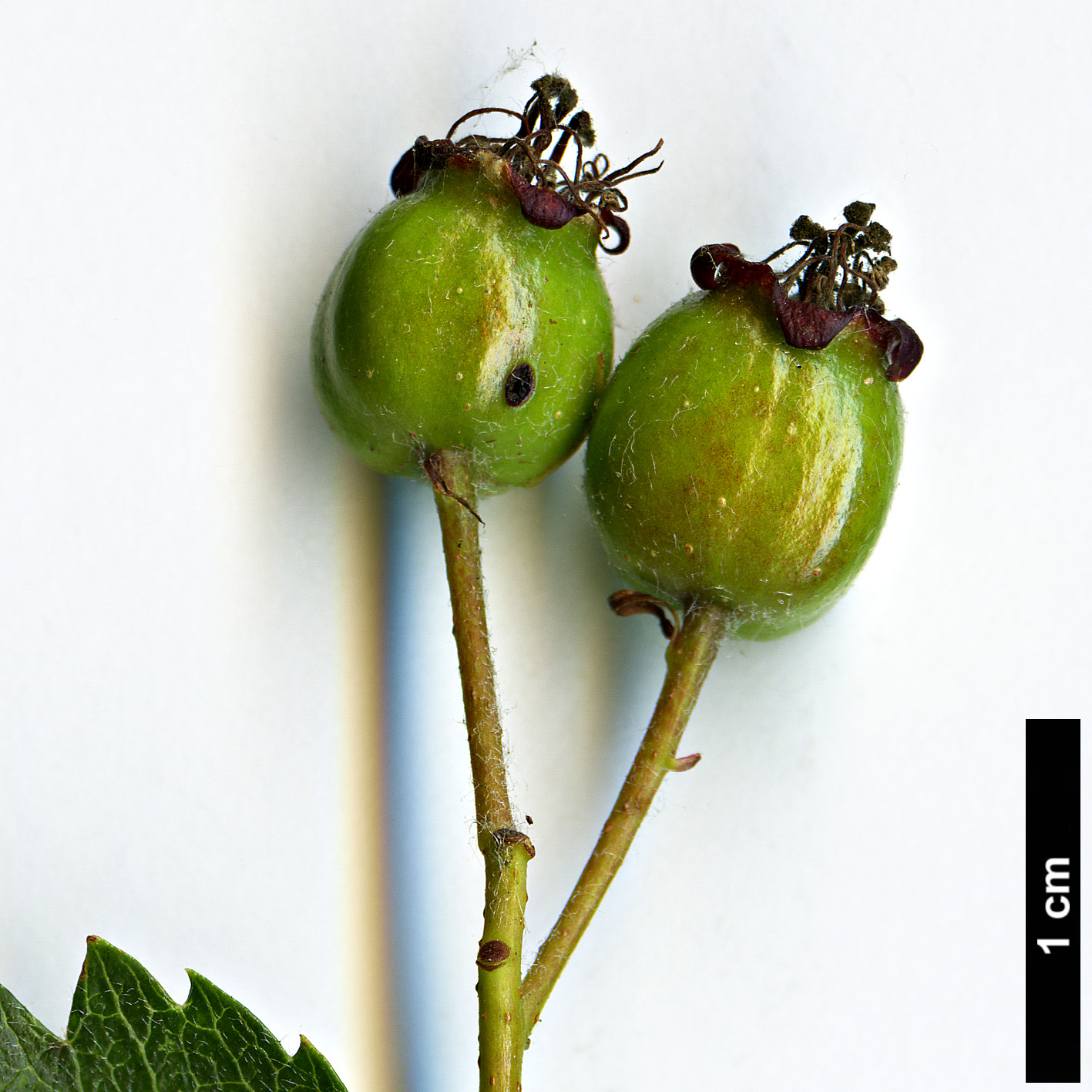 High resolution image: Family: Rosaceae - Genus: Crataegus - Taxon: pentagyna