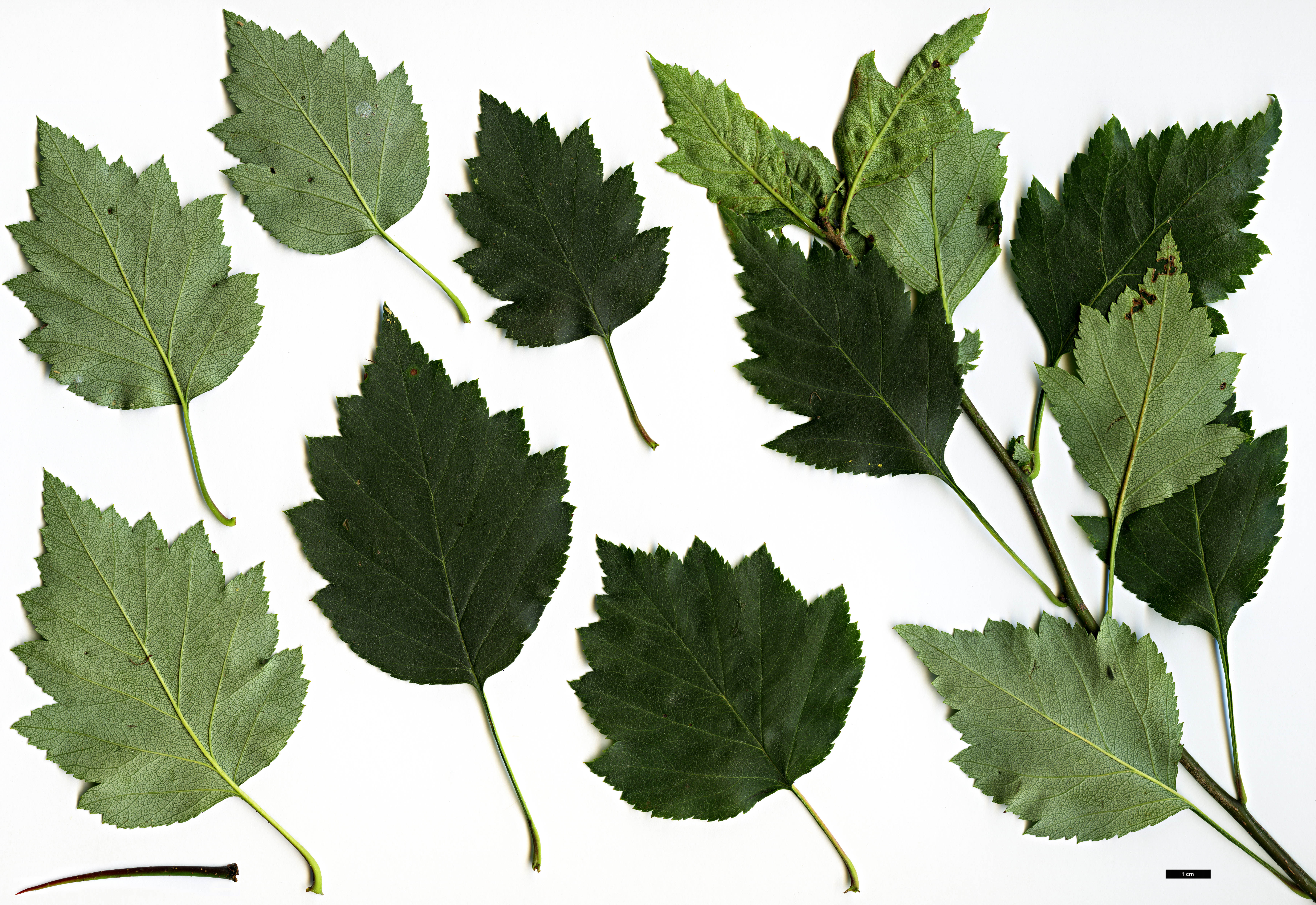 High resolution image: Family: Rosaceae - Genus: Crataegus - Taxon: pequotorum