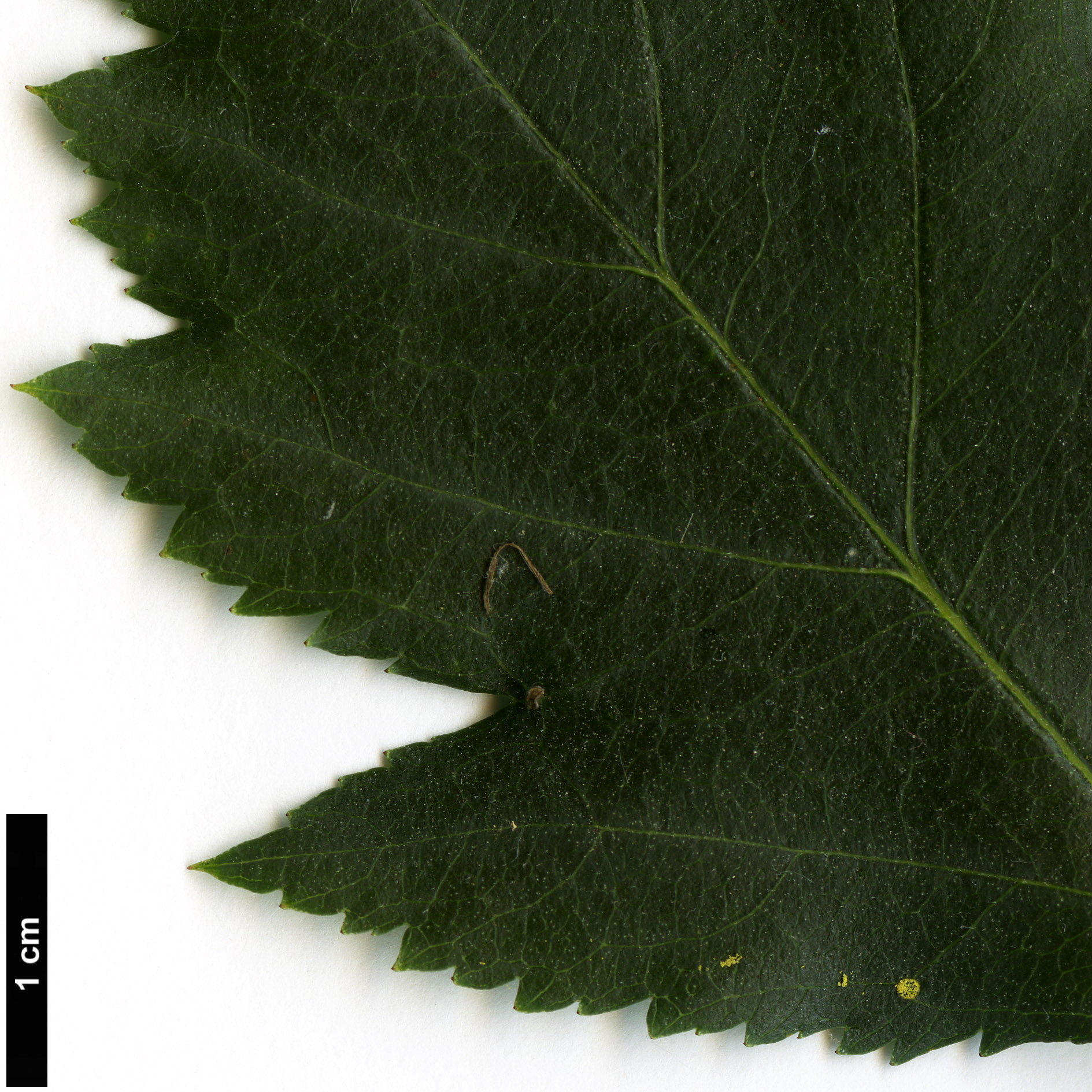 High resolution image: Family: Rosaceae - Genus: Crataegus - Taxon: pequotorum