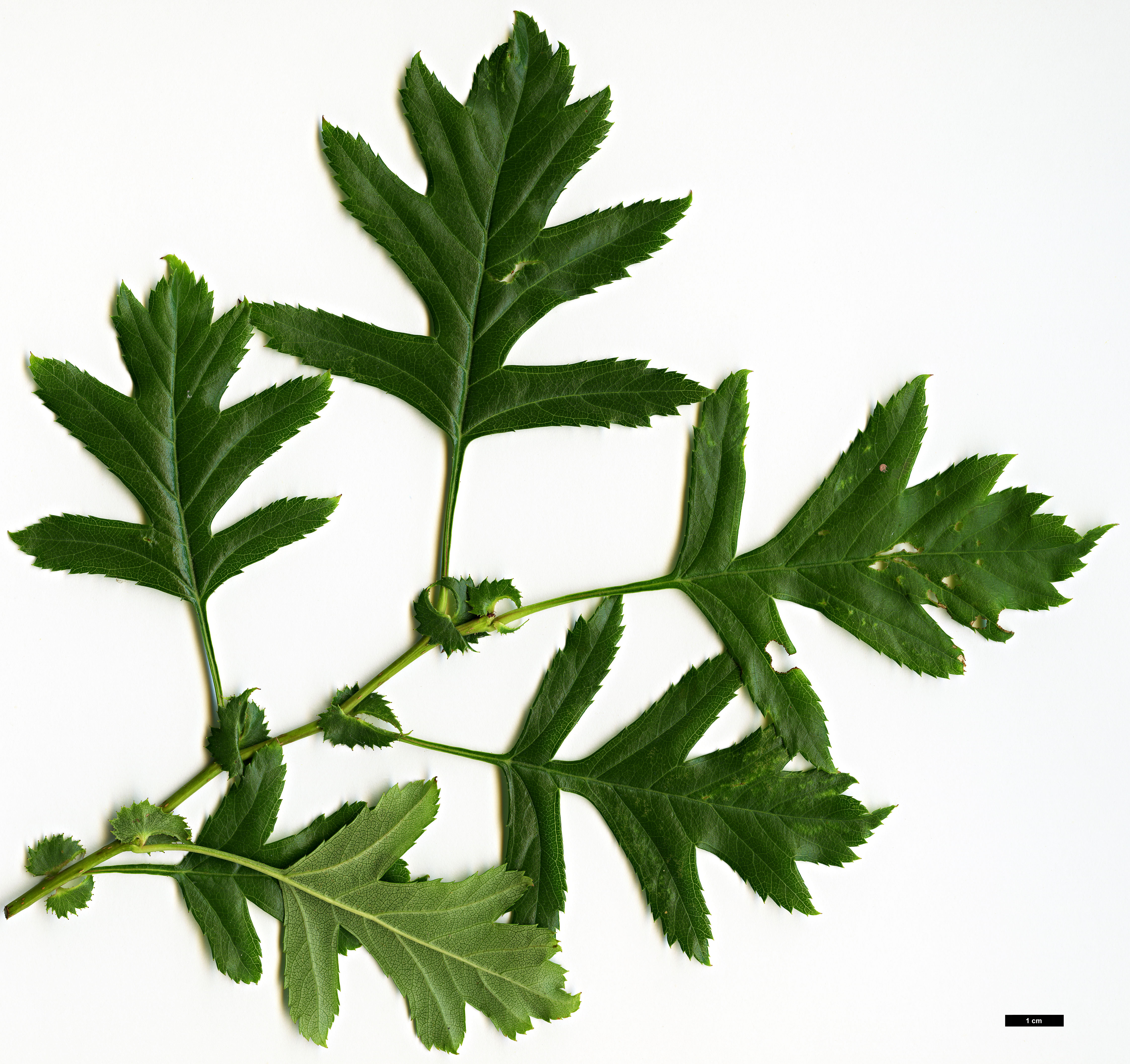 High resolution image: Family: Rosaceae - Genus: Crataegus - Taxon: pinnatifida