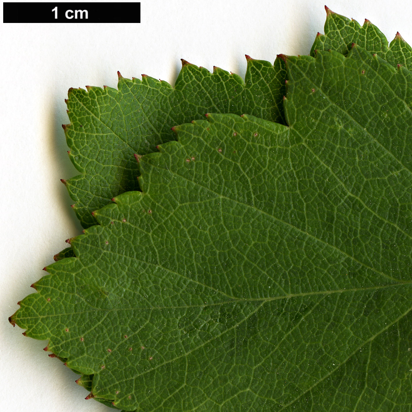 High resolution image: Family: Rosaceae - Genus: Crataegus - Taxon: pulcherrima