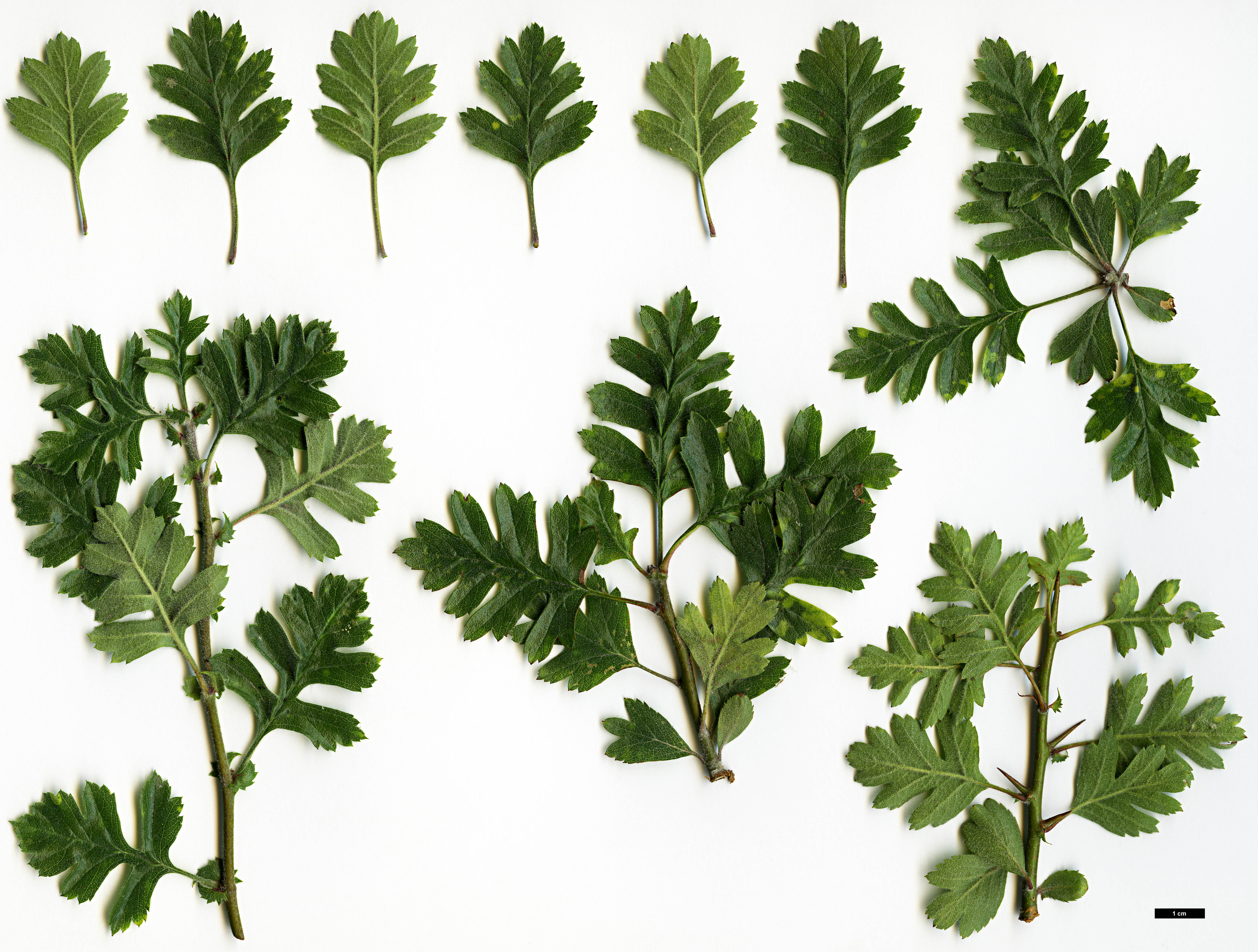 High resolution image: Family: Rosaceae - Genus: Crataegus - Taxon: pycnoloba