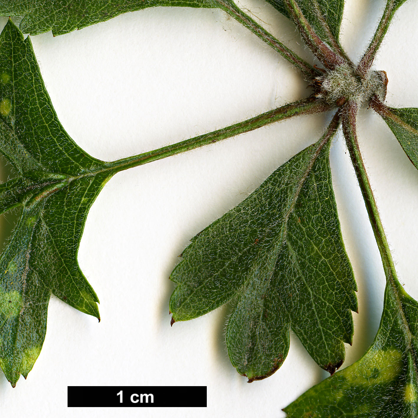 High resolution image: Family: Rosaceae - Genus: Crataegus - Taxon: pycnoloba