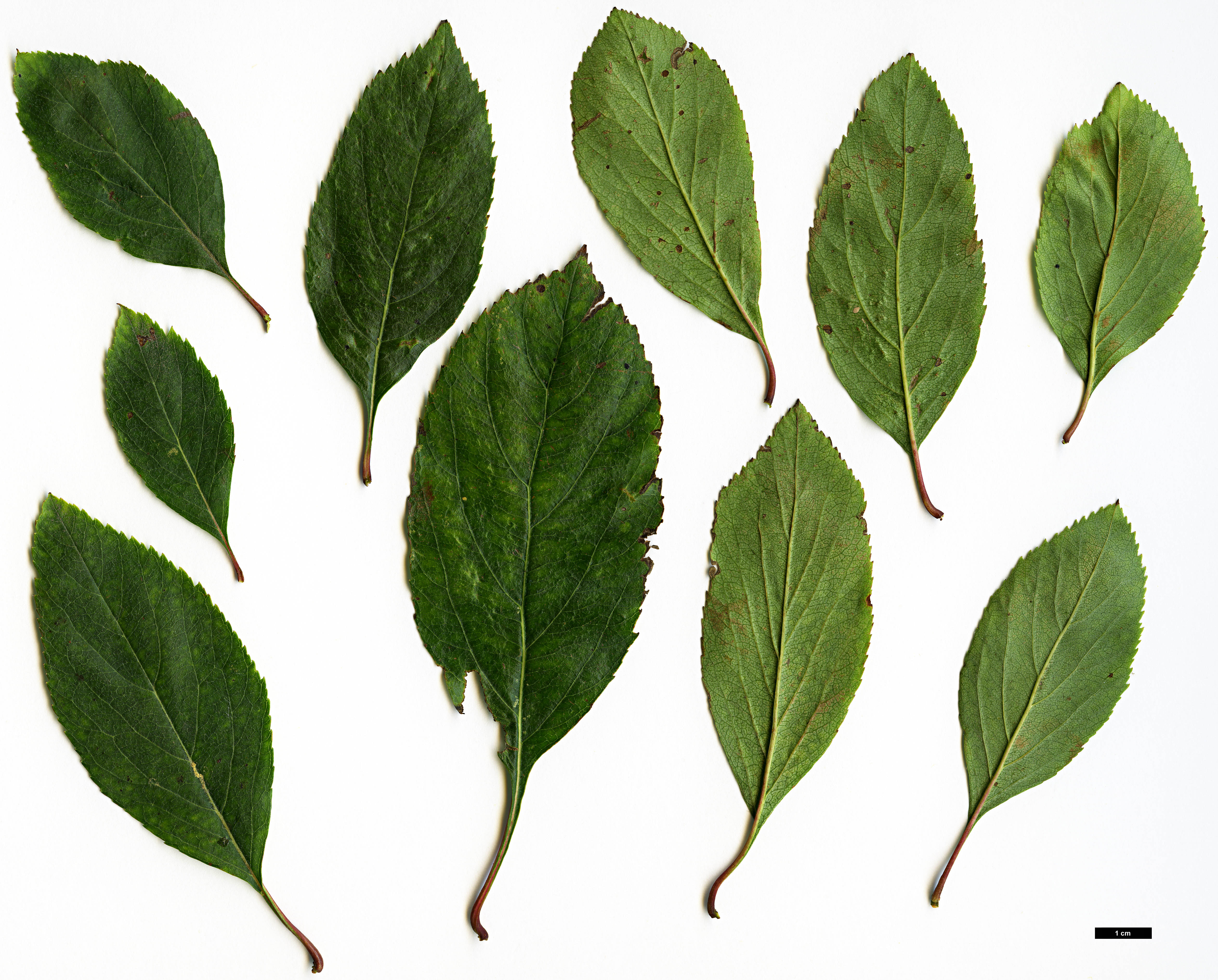High resolution image: Family: Rosaceae - Genus: Crataegus - Taxon: rivularis