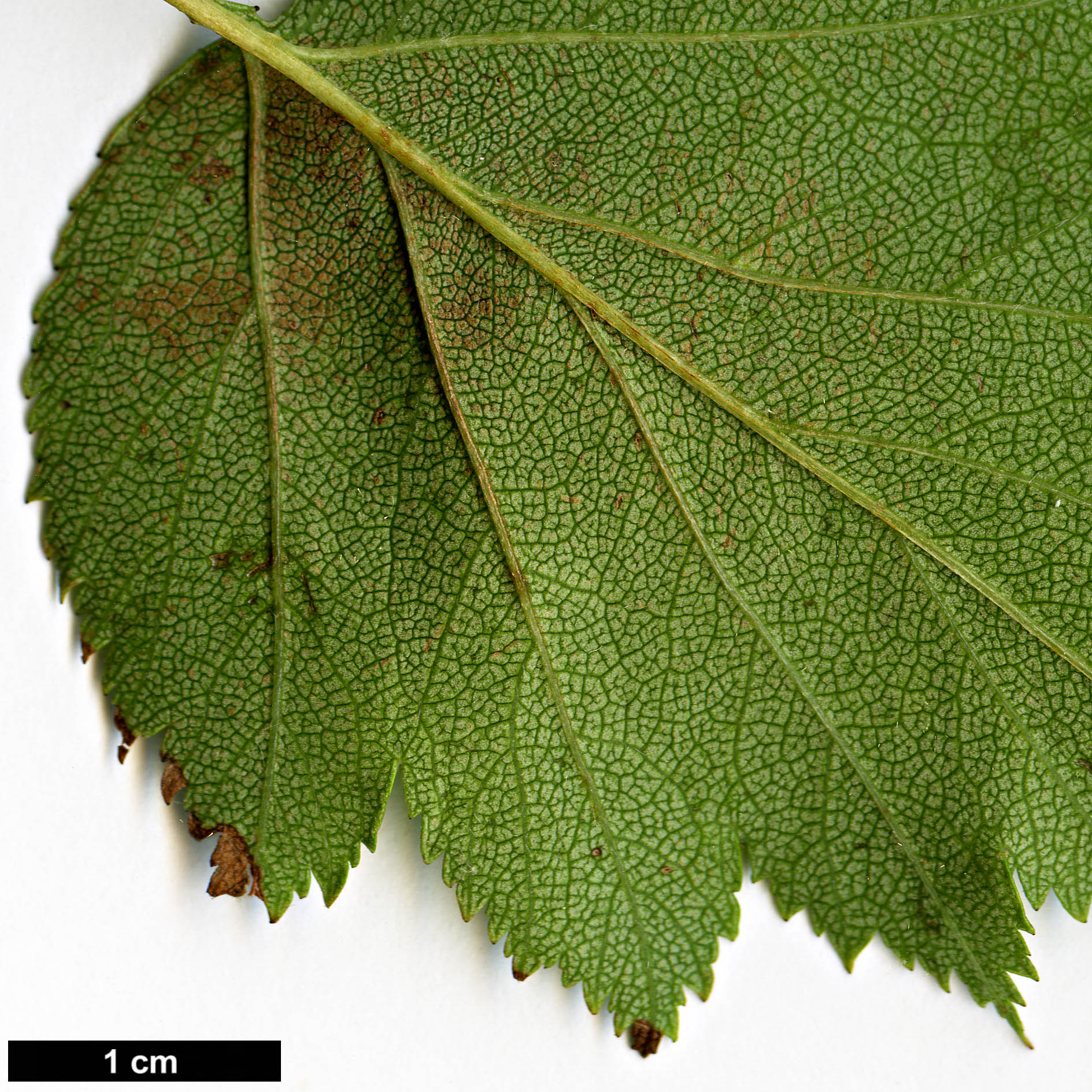 High resolution image: Family: Rosaceae - Genus: Crataegus - Taxon: sanguinea