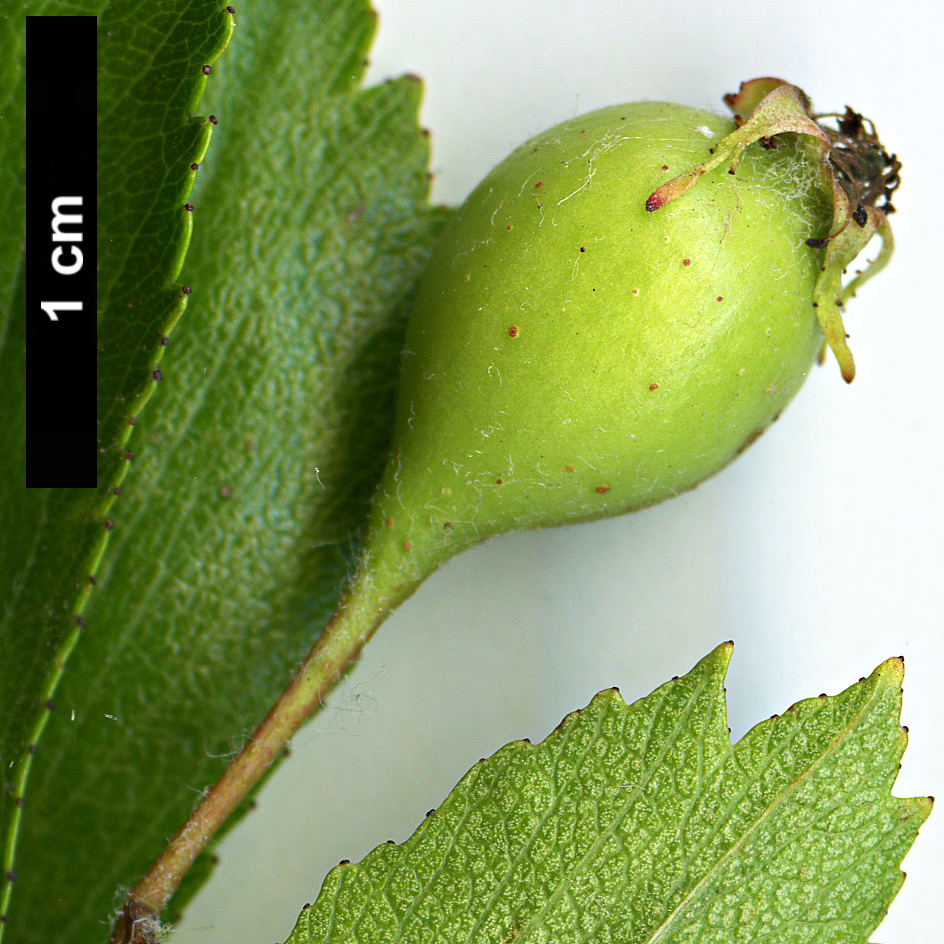 High resolution image: Family: Rosaceae - Genus: Crataegus - Taxon: senta
