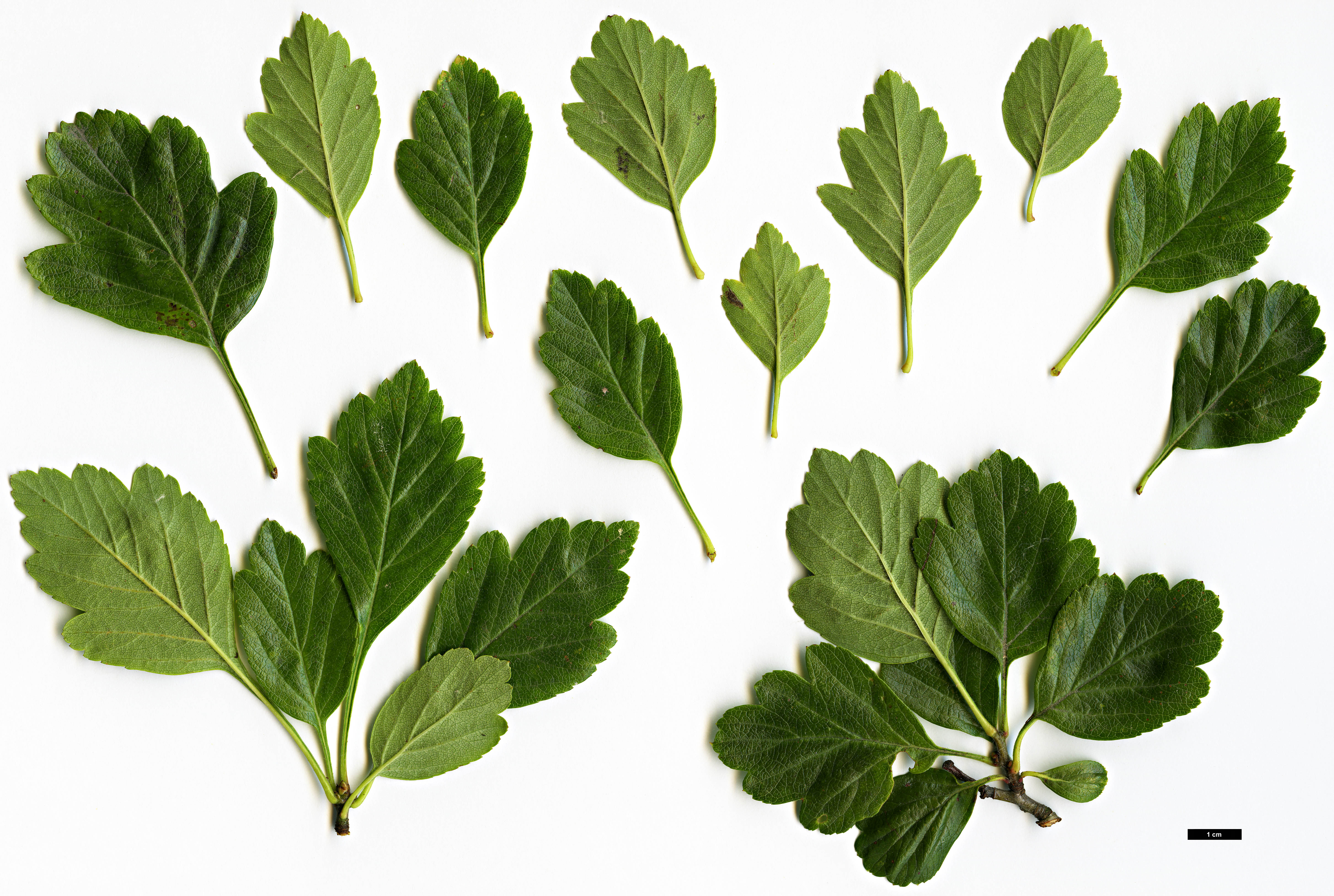 High resolution image: Family: Rosaceae - Genus: Crataegus - Taxon: sorbifolia