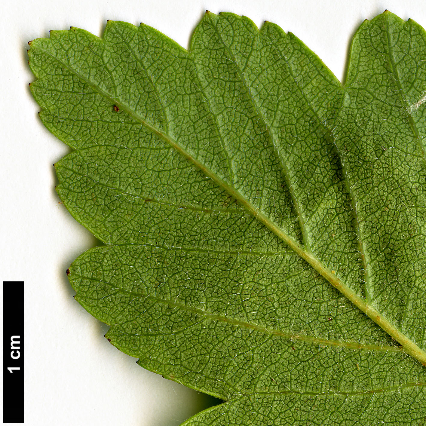 High resolution image: Family: Rosaceae - Genus: Crataegus - Taxon: sorbifolia