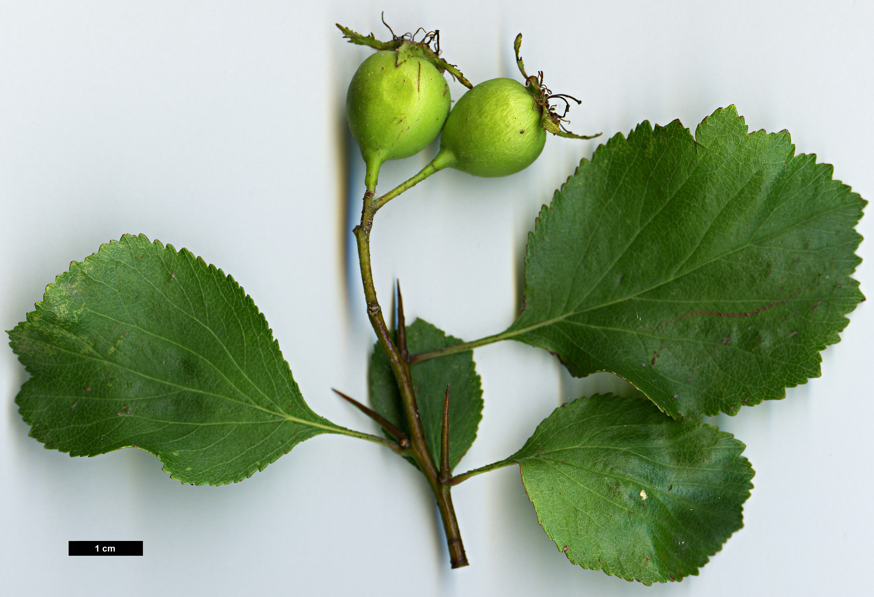 High resolution image: Family: Rosaceae - Genus: Crataegus - Taxon: sororia