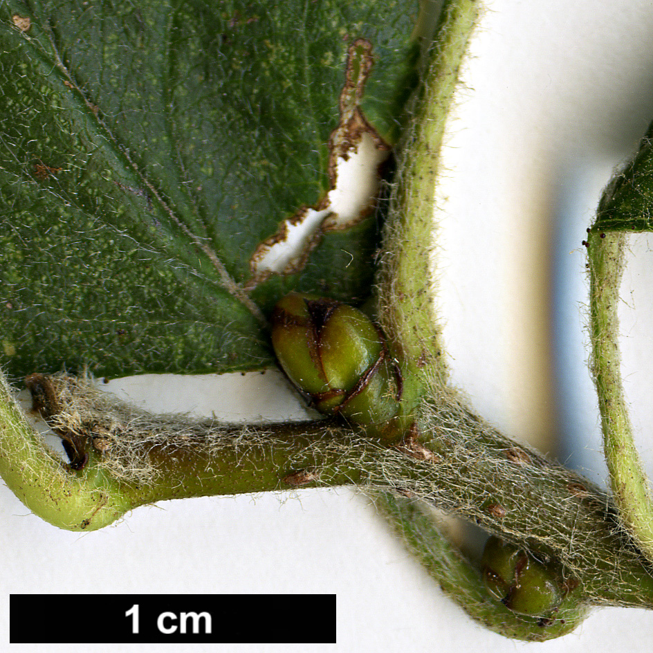 High resolution image: Family: Rosaceae - Genus: Crataegus - Taxon: submollis