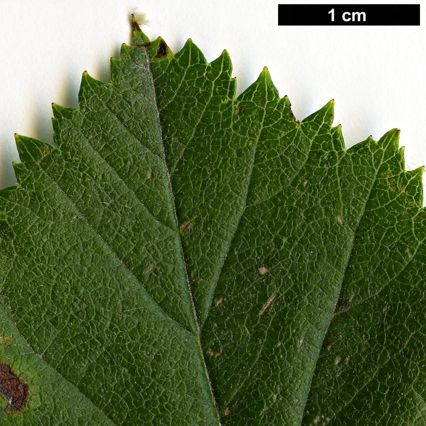 High resolution image: Family: Rosaceae - Genus: Crataegus - Taxon: submollis