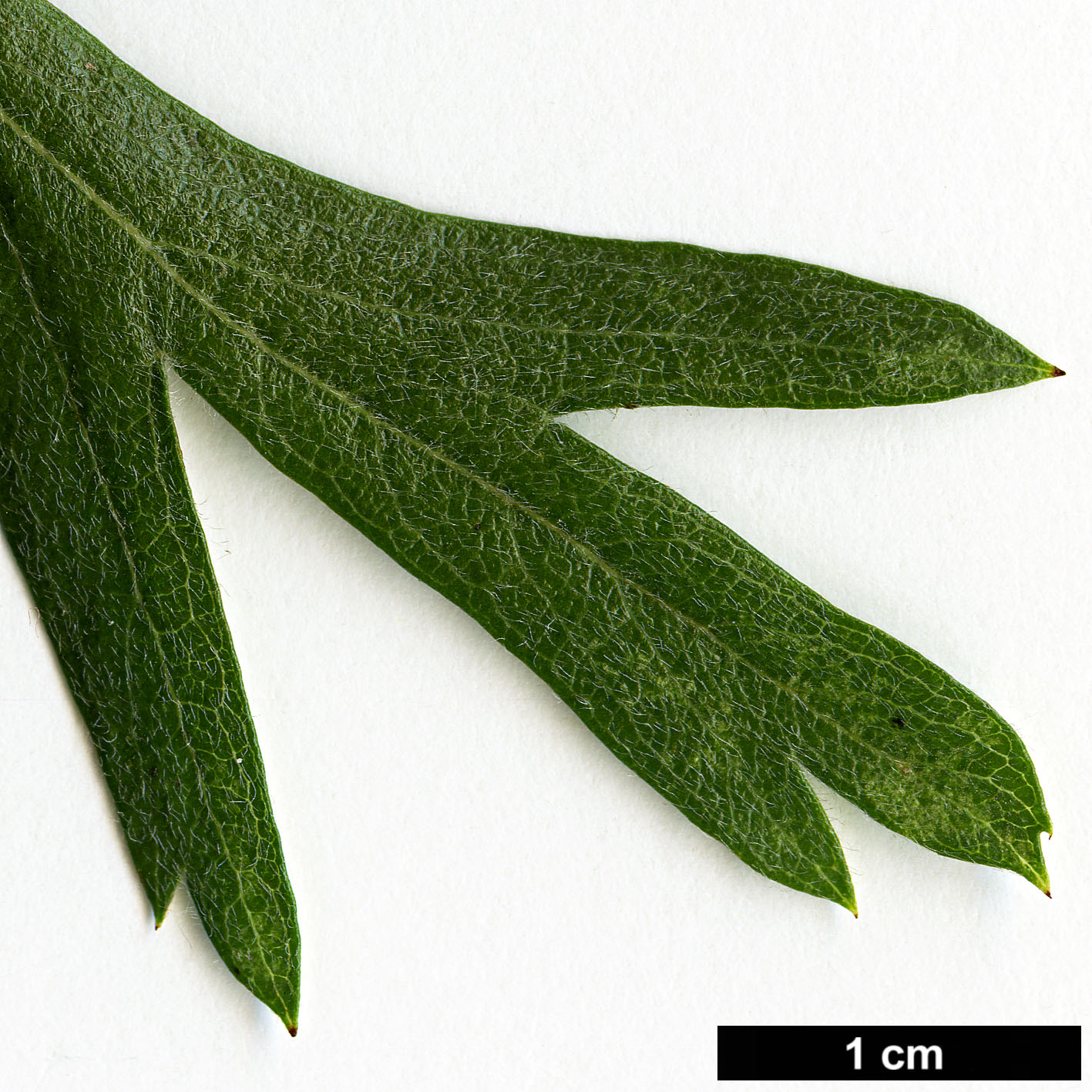 High resolution image: Family: Rosaceae - Genus: Crataegus - Taxon: tanacetifolia - SpeciesSub: 'Konya'